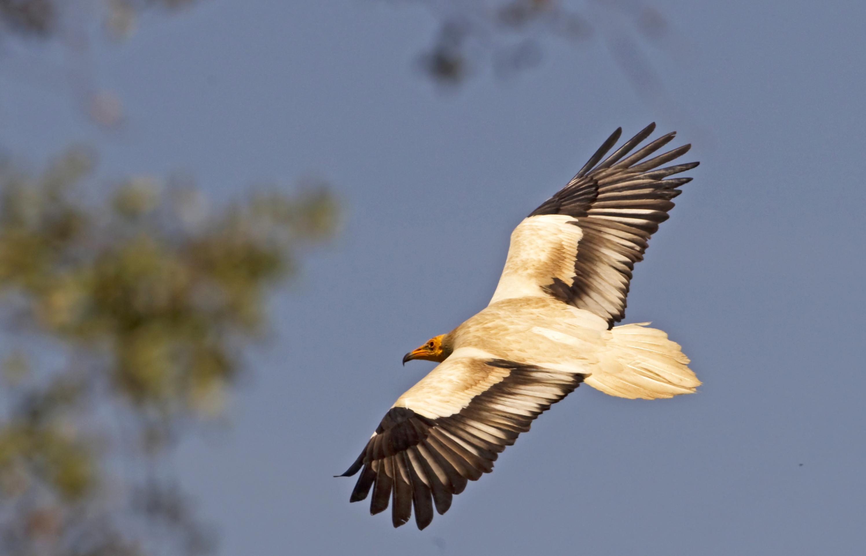Ein Schmutzgeier im Flug