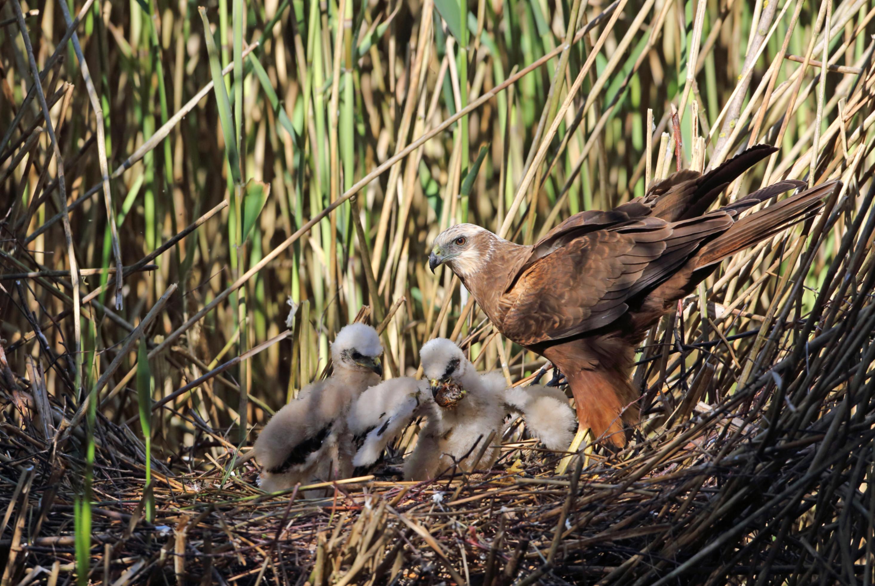 Rohrweihen-Weibchen mit Jungvögeln im Nest