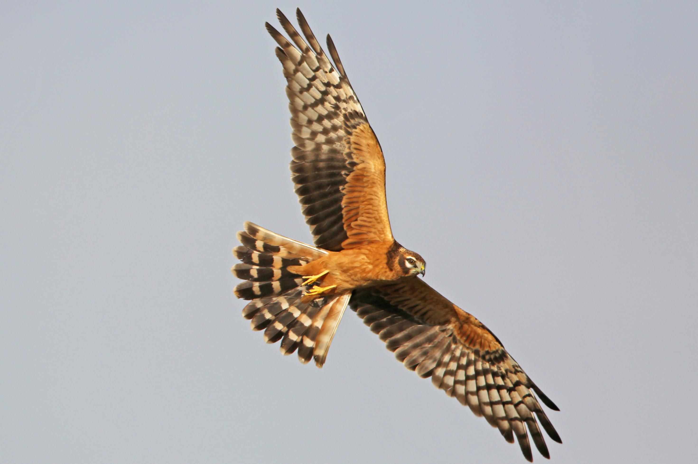 Ein Jungvogel der Wiesenweihe im Flug – erkenntlich an der roten Farbe