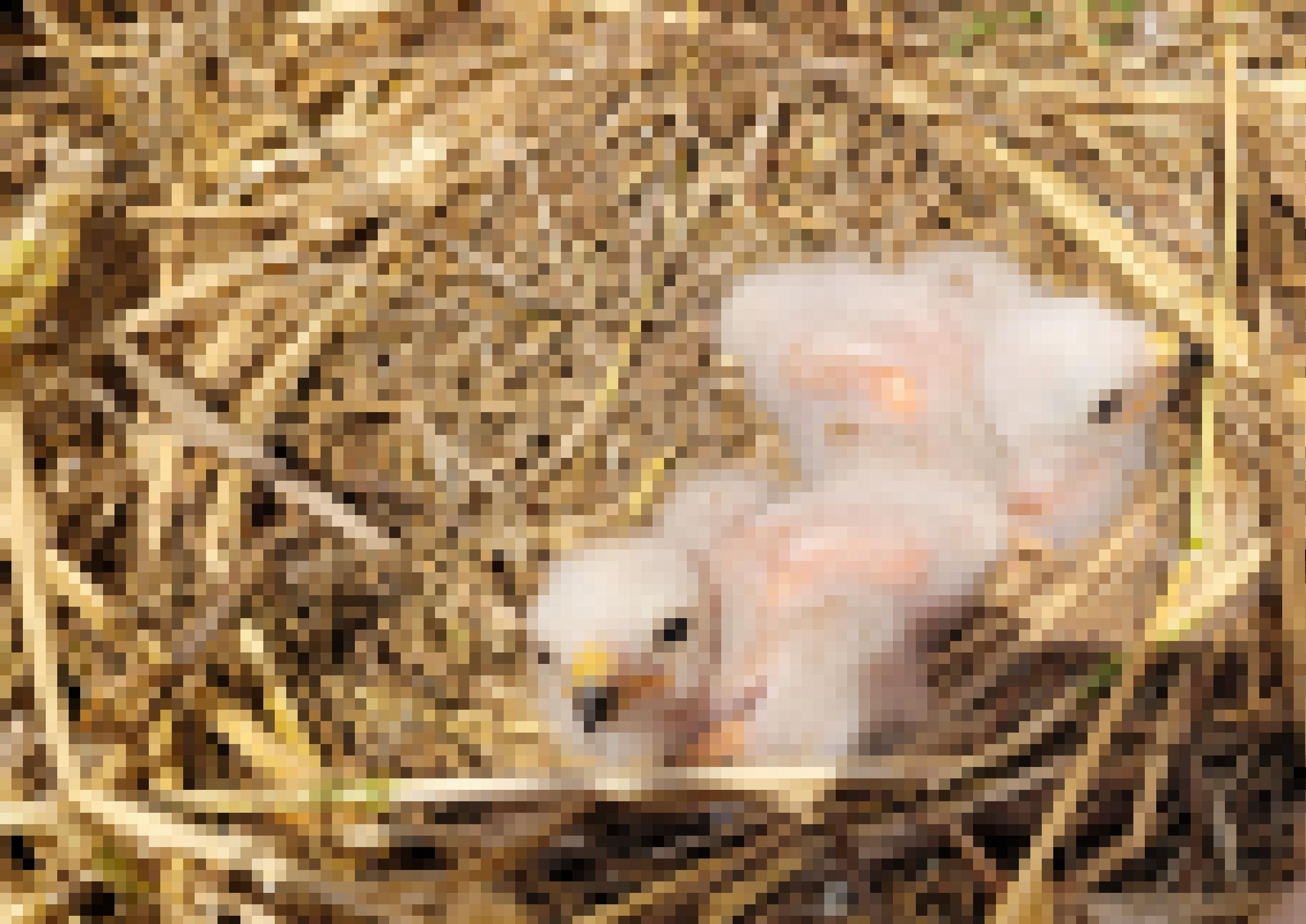 Zwei noch fast nackte Jungvögel in ihrem Bodennest