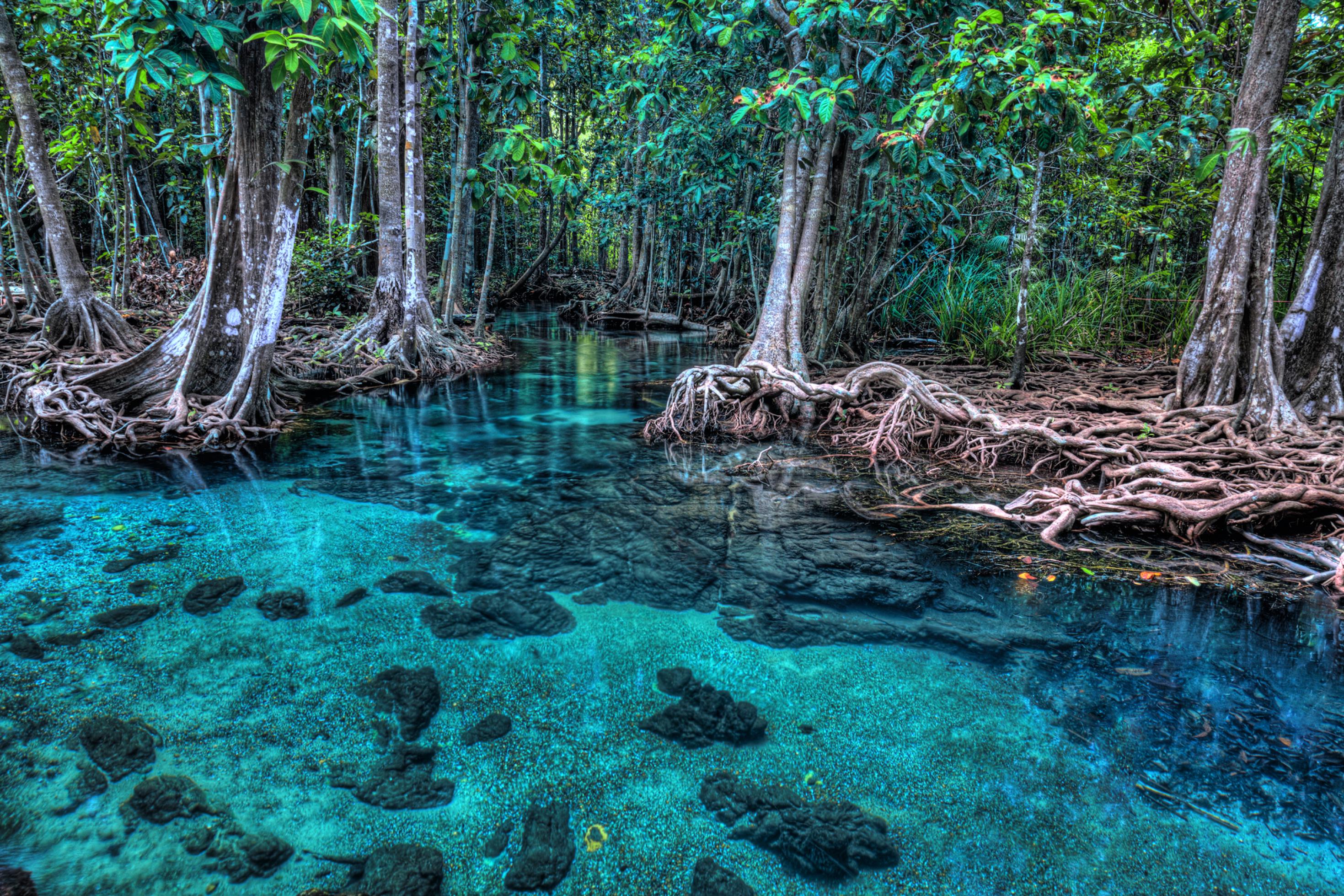 Das Bild zeigen einen Mangrovenwald, der direkt am Meer wächst. Das Wasser ist hellblau und durchsichtig, die Bäume haben geheimnisvoll verschlungene Stämme und Äste.