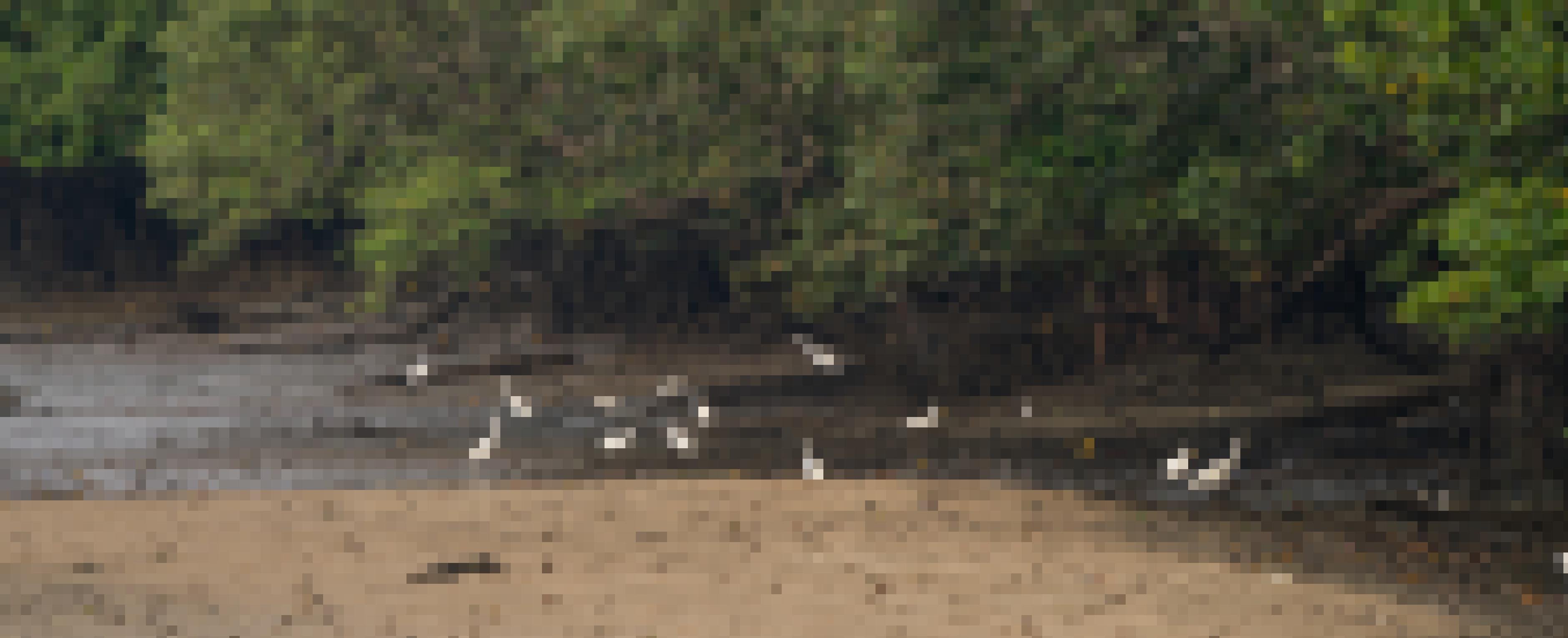 Weiße Reiher suchen den schlammigen Mangrovenboden nach Nahrung ab. Im Hintergrund Mangrovenbäume mit Stelzwurzeln.