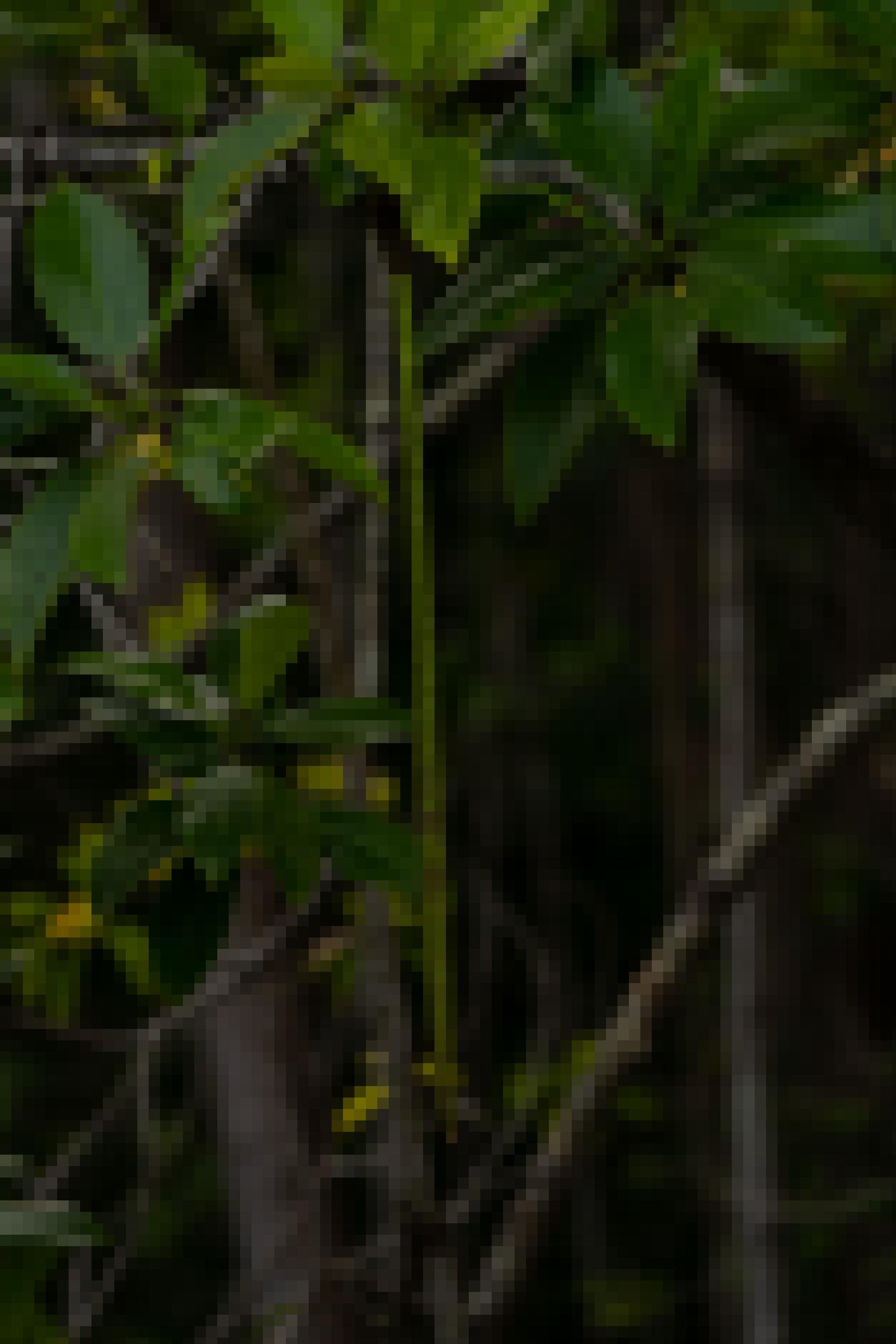 Schotenähnlicher Mangrovenspross am Elternbaum.