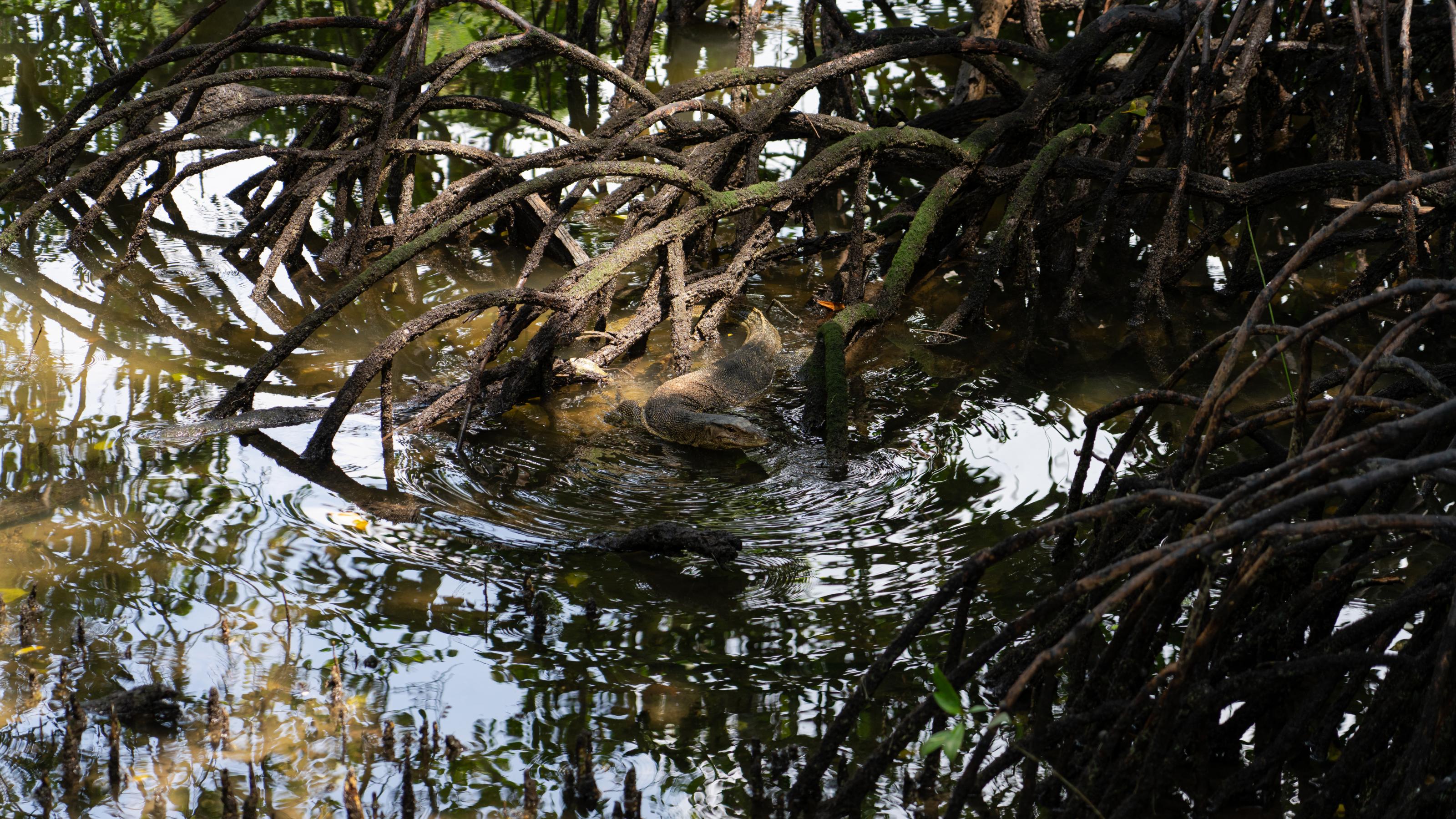 Ein großer Waran schwimmt zwischen verästelten Mangrovenwurzeln.