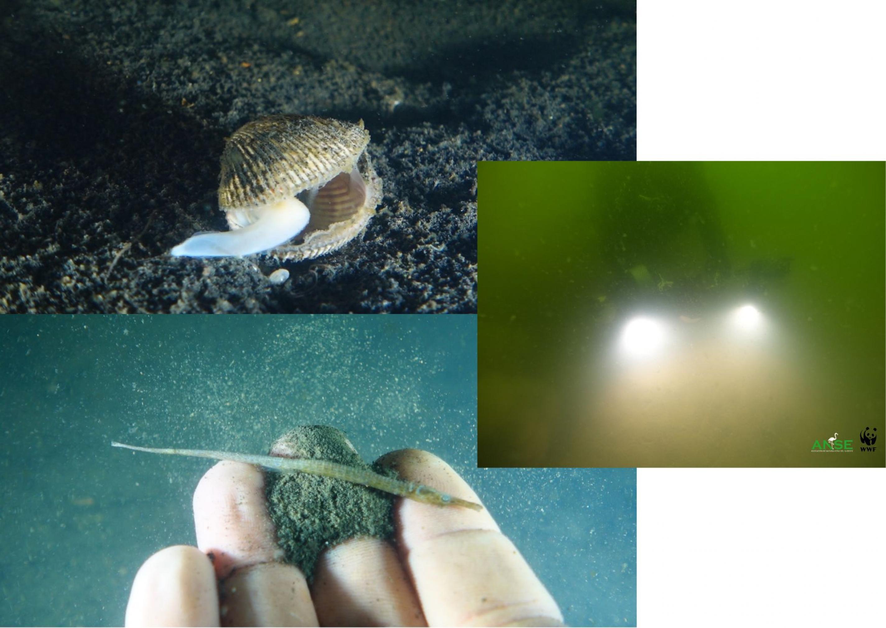 Drei Unterwasserbilder zeigen den beklagenswerten Zustand des Mar Menors: eine undurchsichtige grüne Suppe, eine tote Muschel und eine tote Seenadel (Fischart)