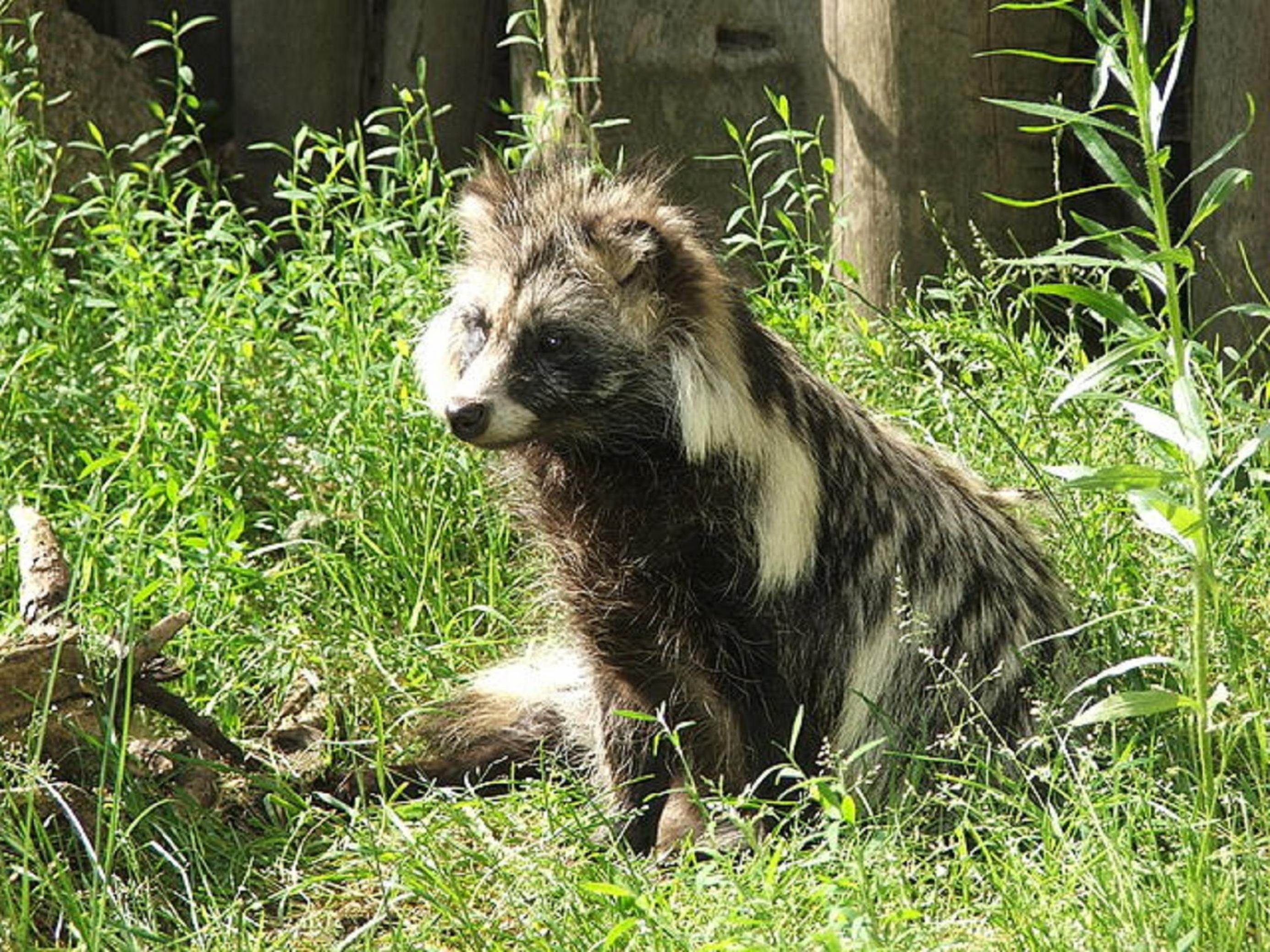 Der Marderhund, spitze Schnauze und üppiges weißgraues Rückenfell, sitzt inmitten hoher Stauden