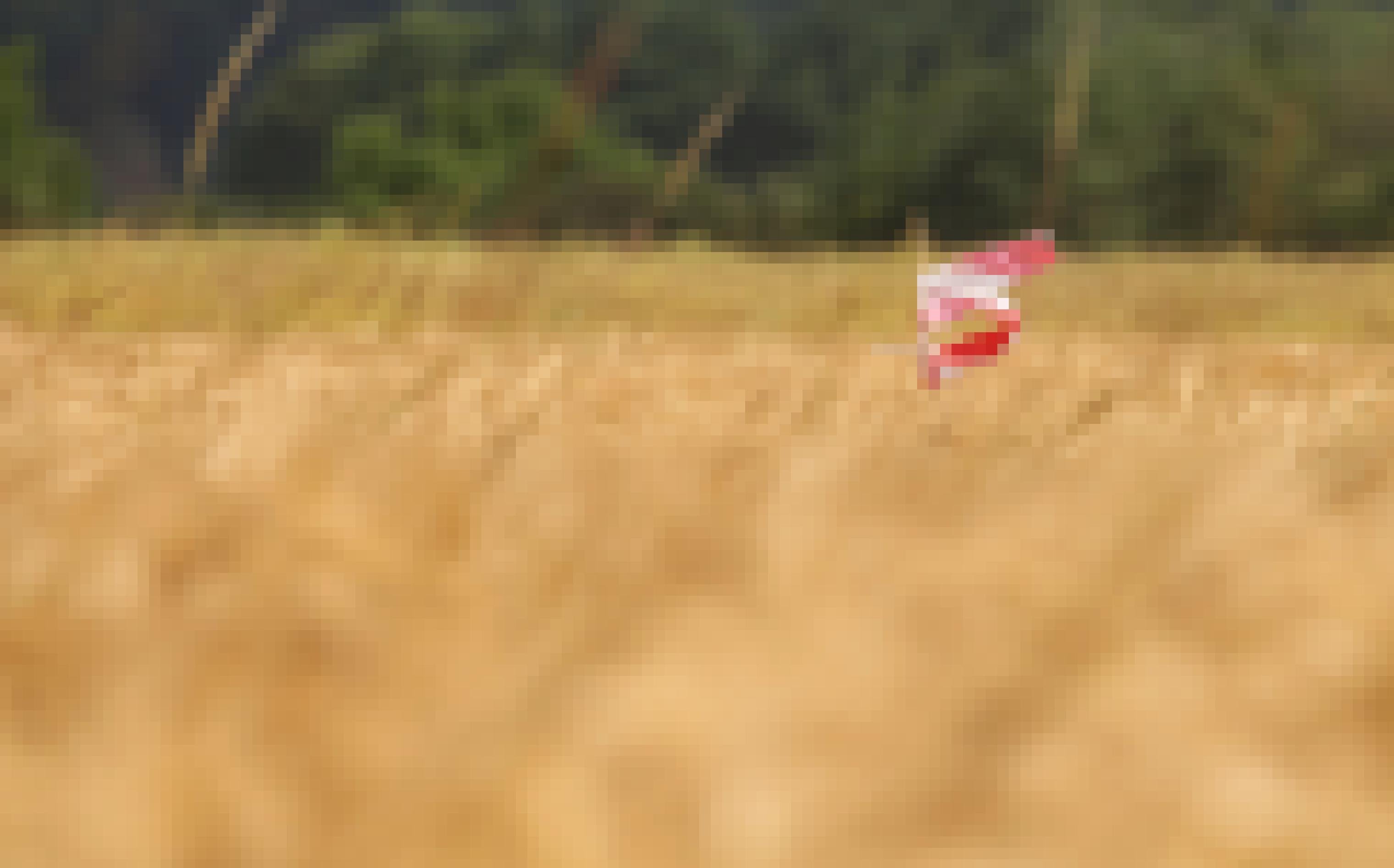 Ein rot-weißes Flatterband ragt aus einem Getreidefeld