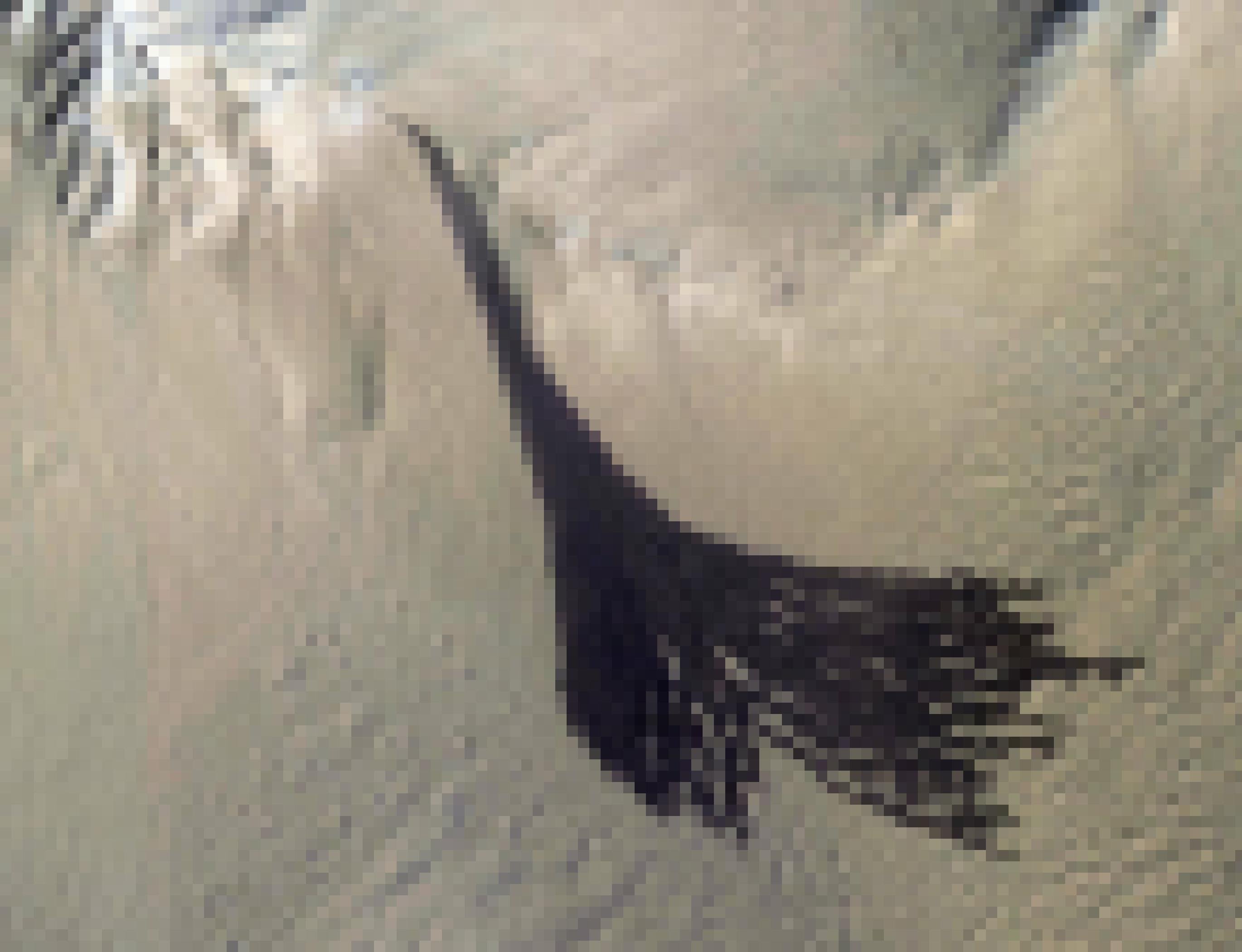 Satellitenbild auf einen Hang aus hellem Gestein, den mehrere breite, pechschwarze Linien hinabführen, die an einem Punkt zu beginnen scheinen.