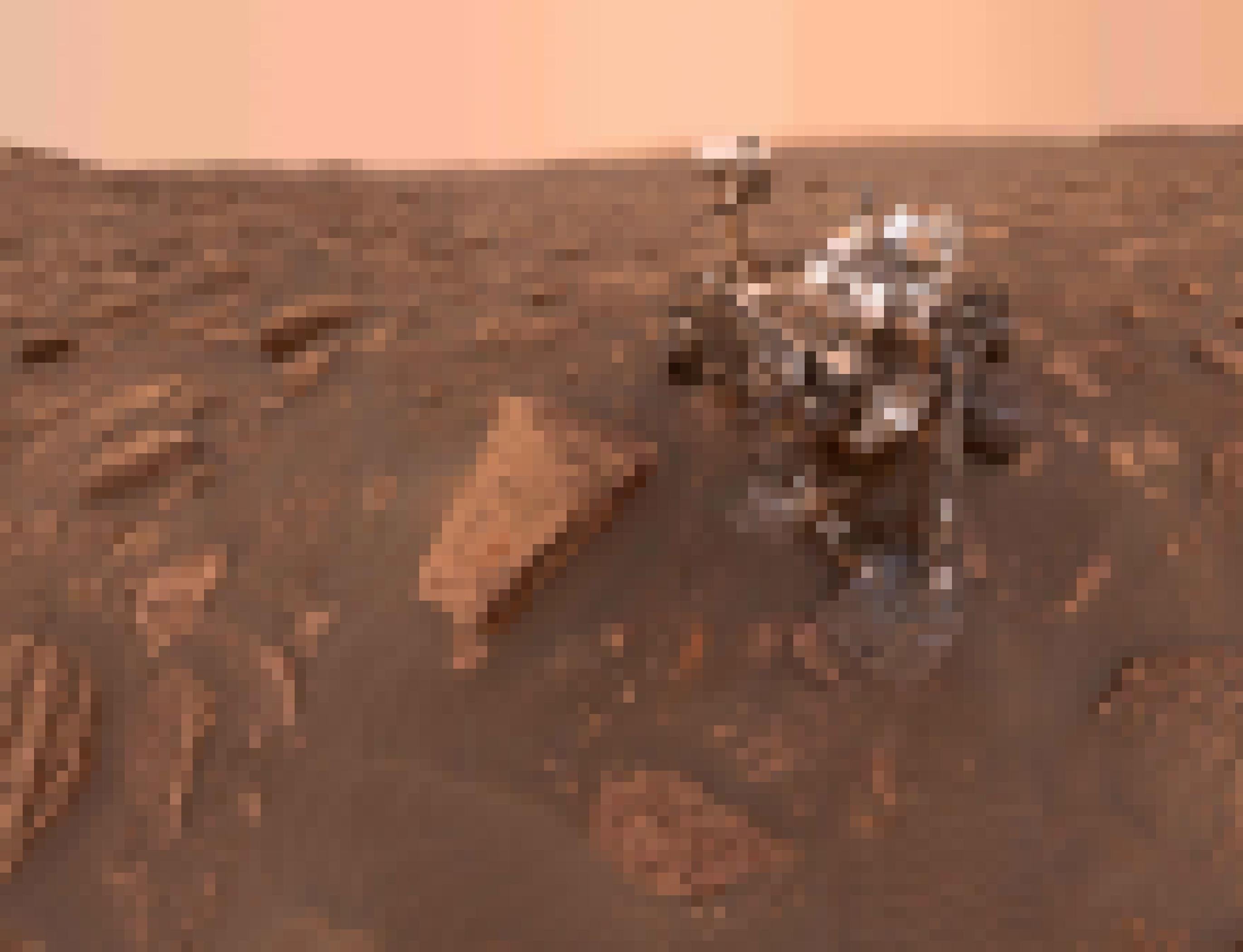 Bild von einem Mars-Mobil.