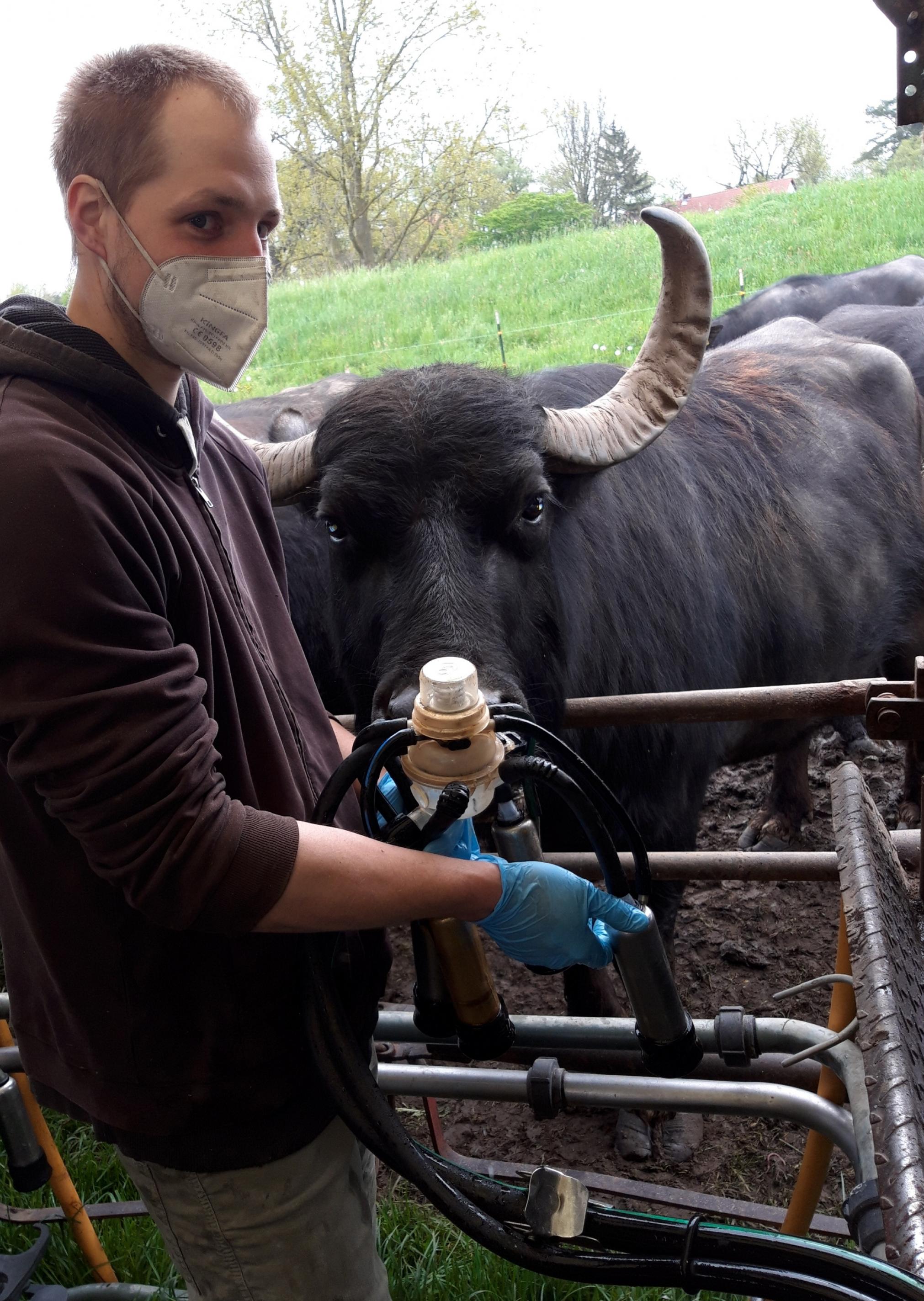 Der Landwirt hält das Schlauchsystem in den Händen, durch das gleich die Milch der hinter ihm stehenden Büffelkuh fließen wird.