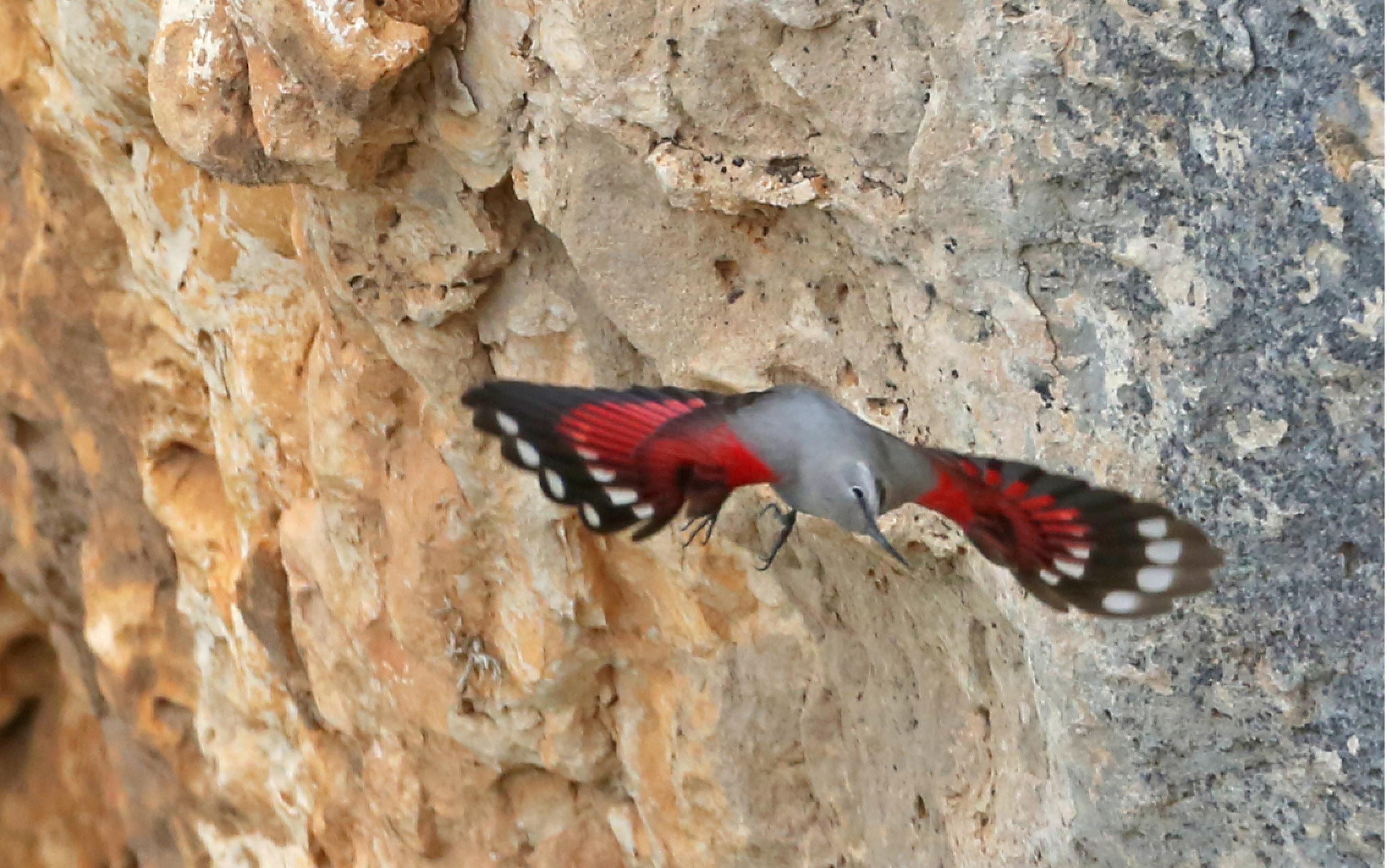 Ein Mauerläufer fliegt einer Felswand entlang.