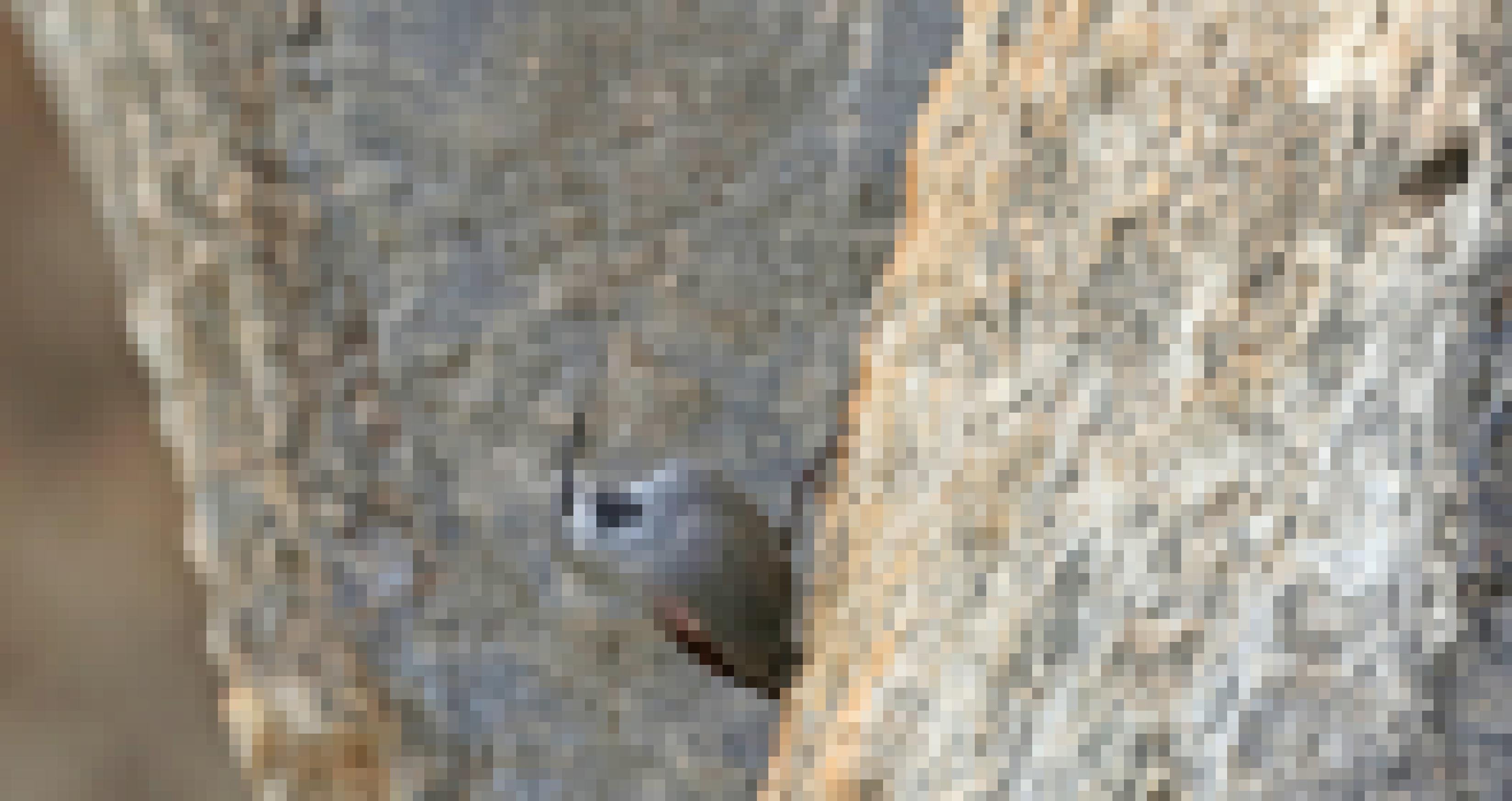 Ein Mauerläufer klettert eine steile Felswand hoch.