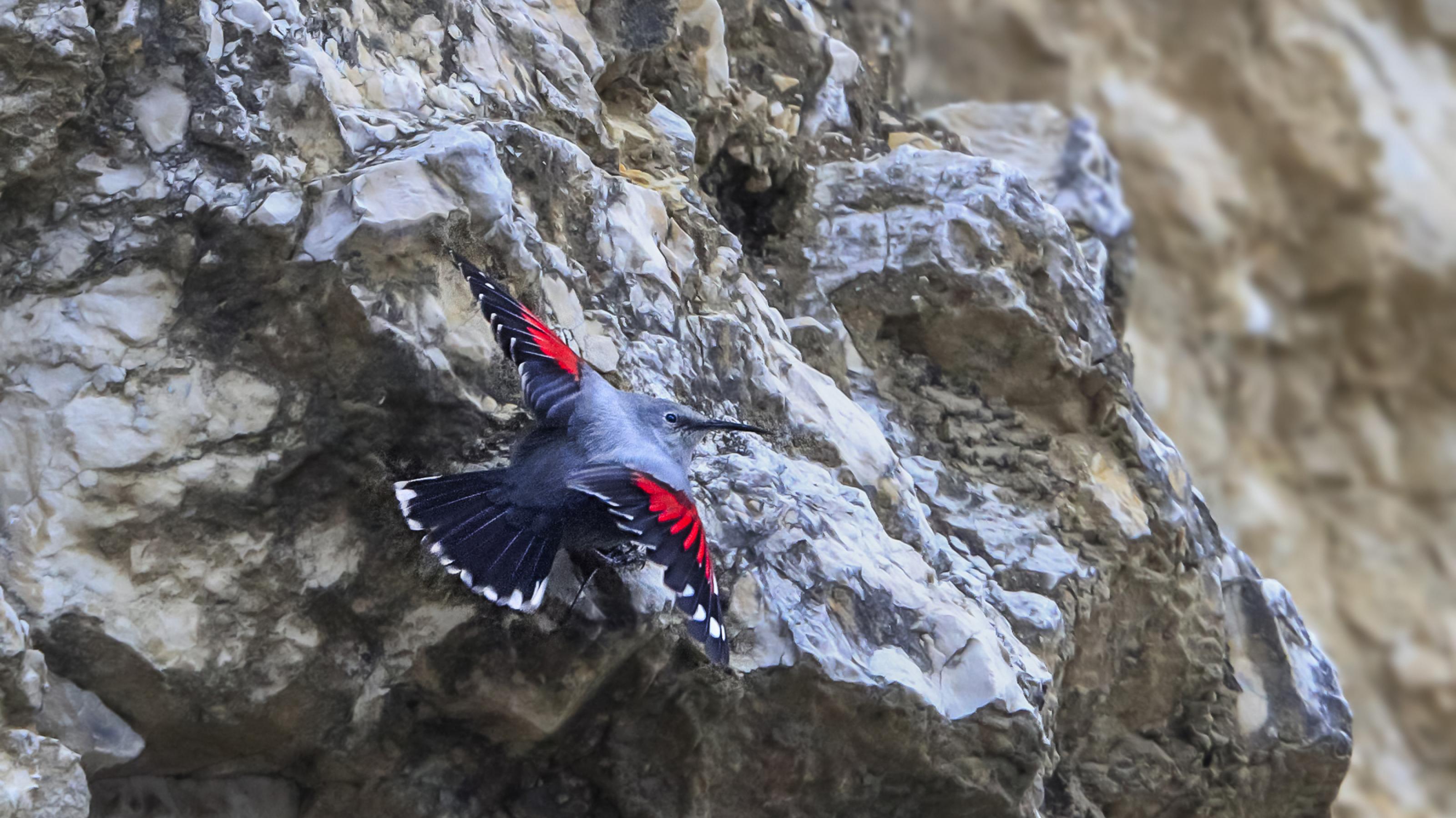 Ein Mauerläufer zeit an einer Felswand sitzend seine rot-schwarz-weissen Flügel.
