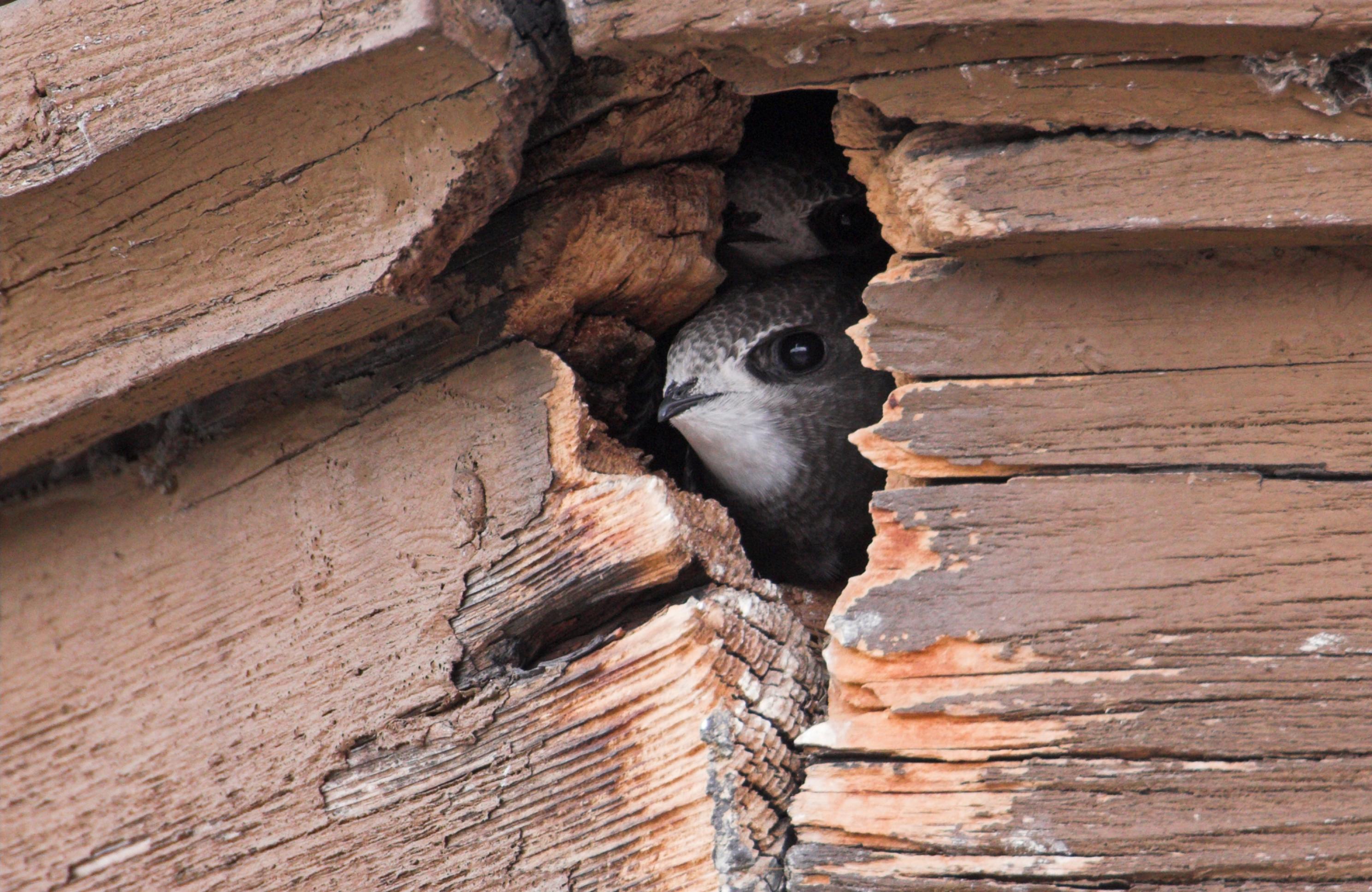 Ein Mauersegler schaut aus einem kleinen Schlitz in einer Holzfassade.