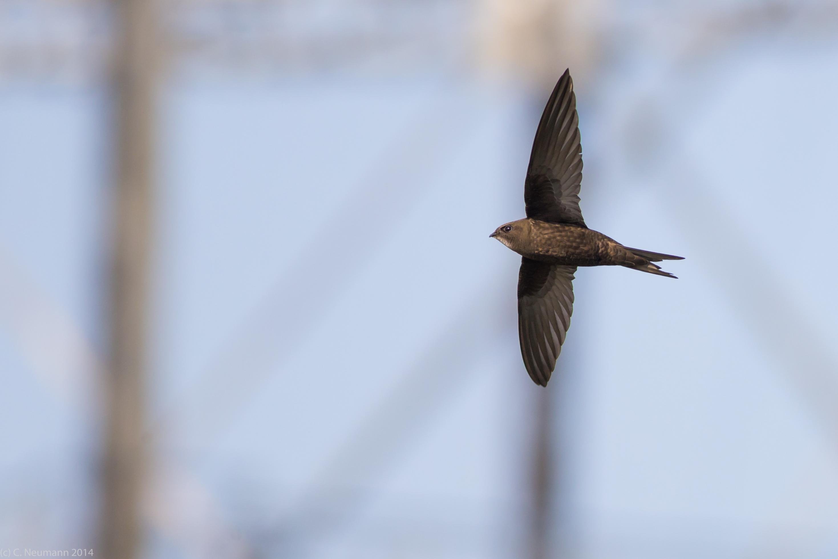 Ein Mauersegler fliegt mit ausgebreiteten Flügeln durch die Luft.