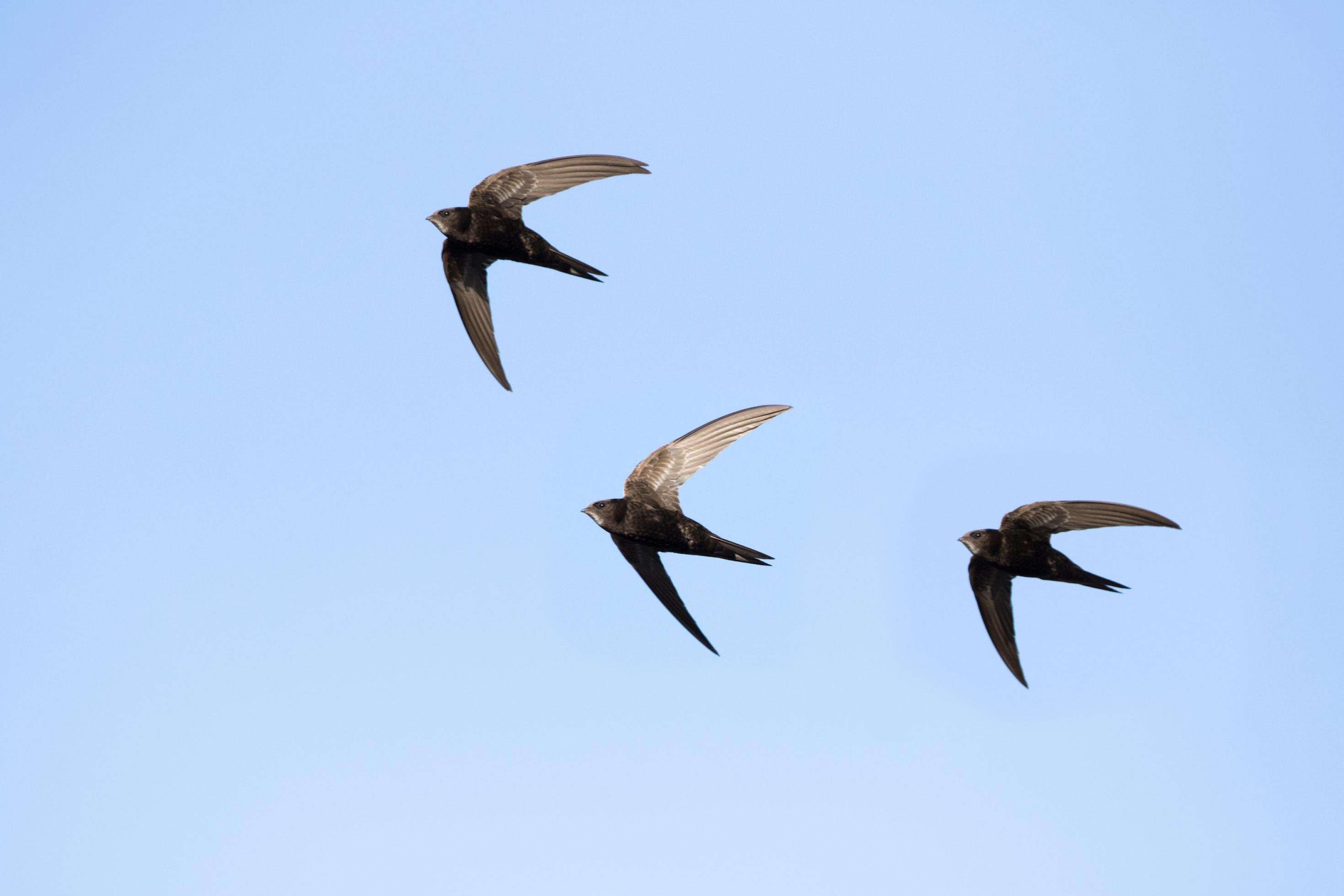 Drei Mauersegler mit ihren langen spitzen Flügeln im Flug vor blauem Himmel.