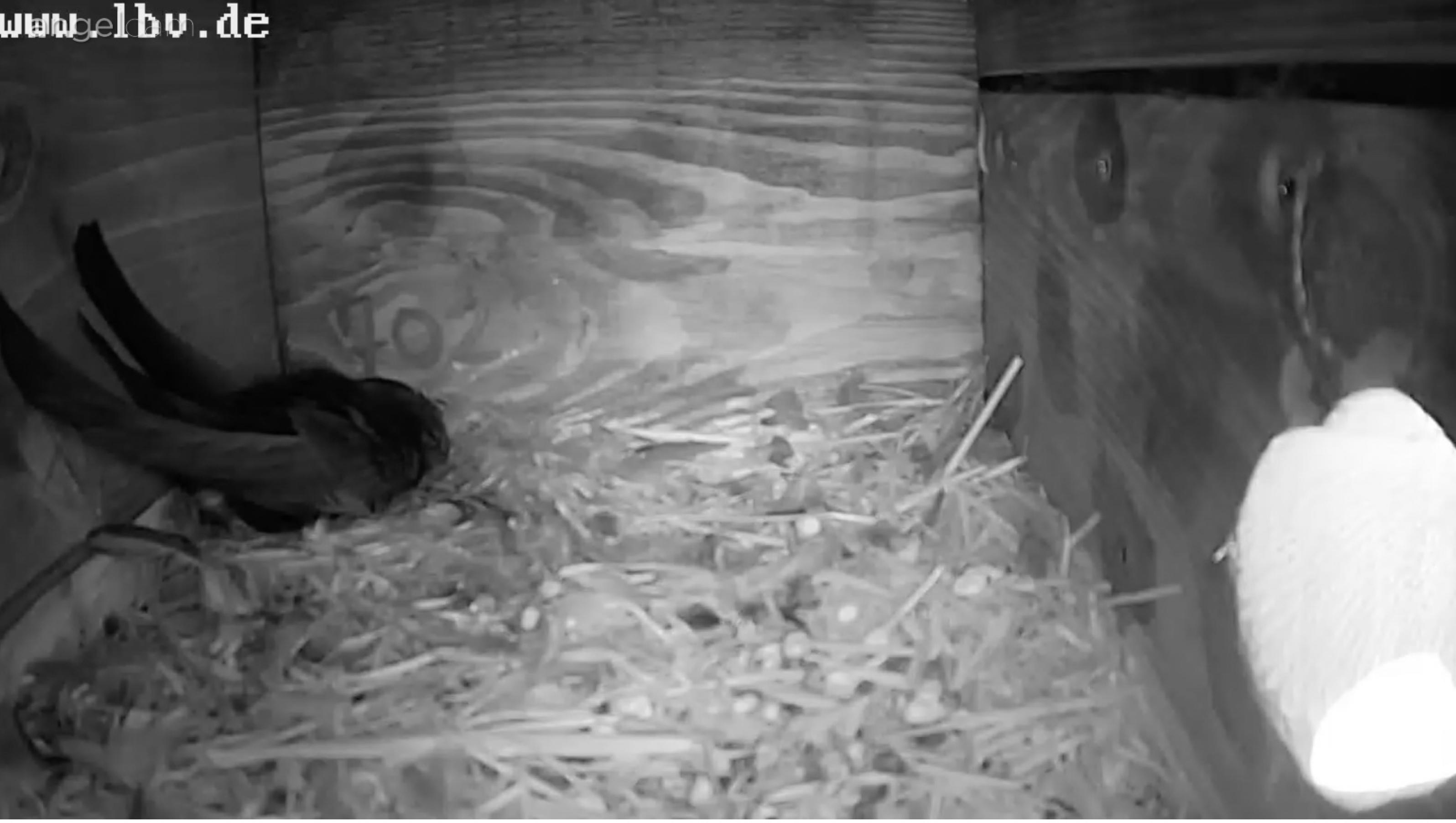 Blick in die Nestbox für Mauersegler. In einer Ecke ist einer der schwarzen Vögel zu erkennen.