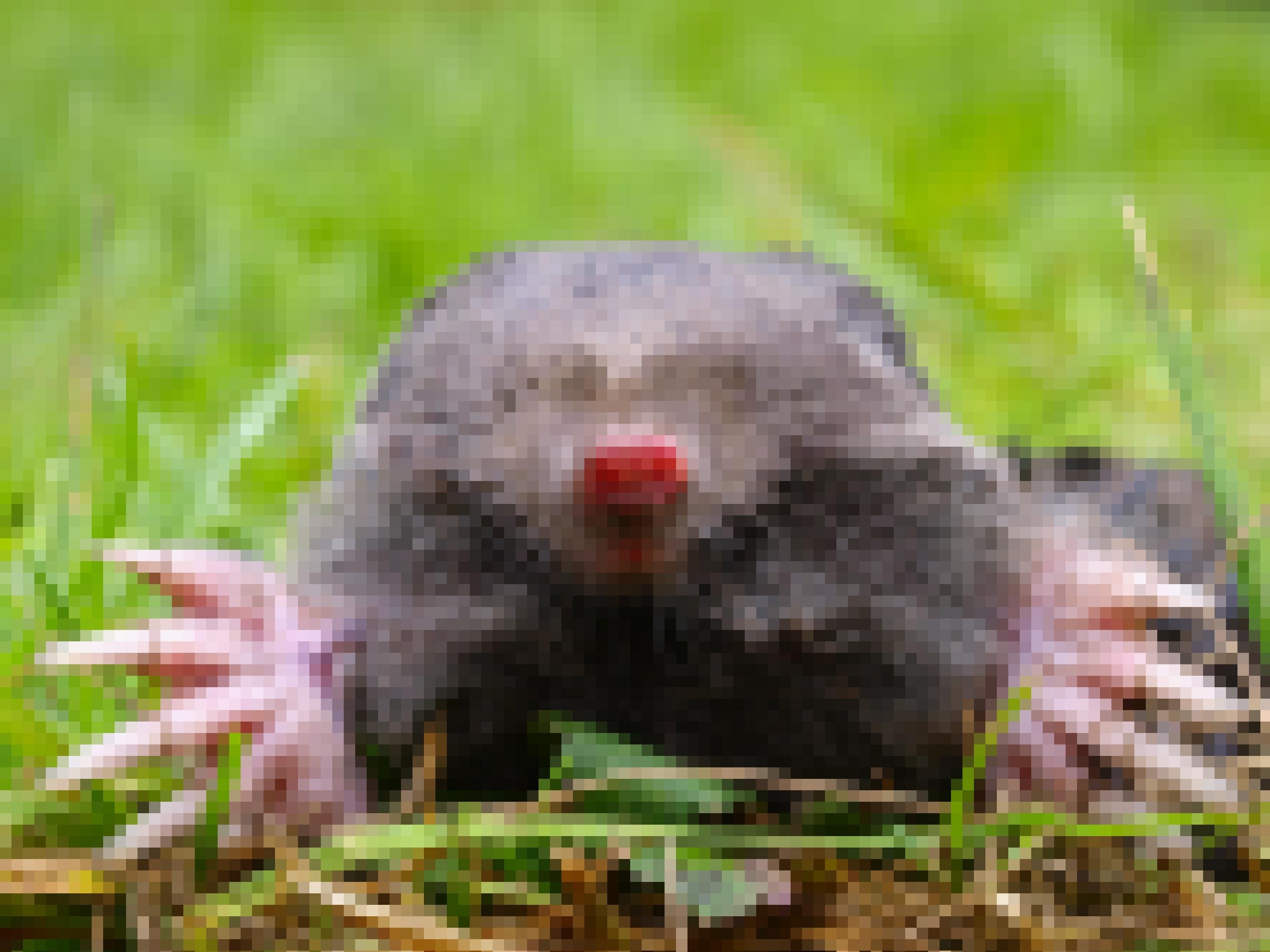 Close up of a European Mole (Talpa Europaea) in Natural Habitat