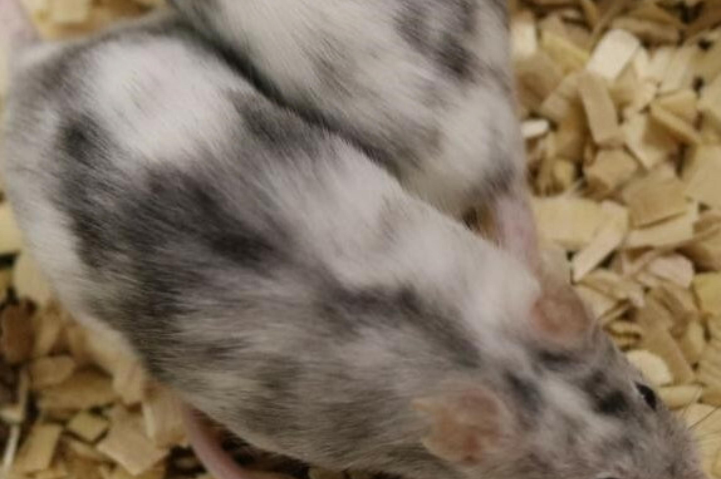 Das Foto aus dem Labor des Francis-Crick-Instituts zeigt eine Maus, Äußerlich nichts besonderes, aber die Forscher haben das Geschlecht des Tieres durch Gentechnik beeinflusst.