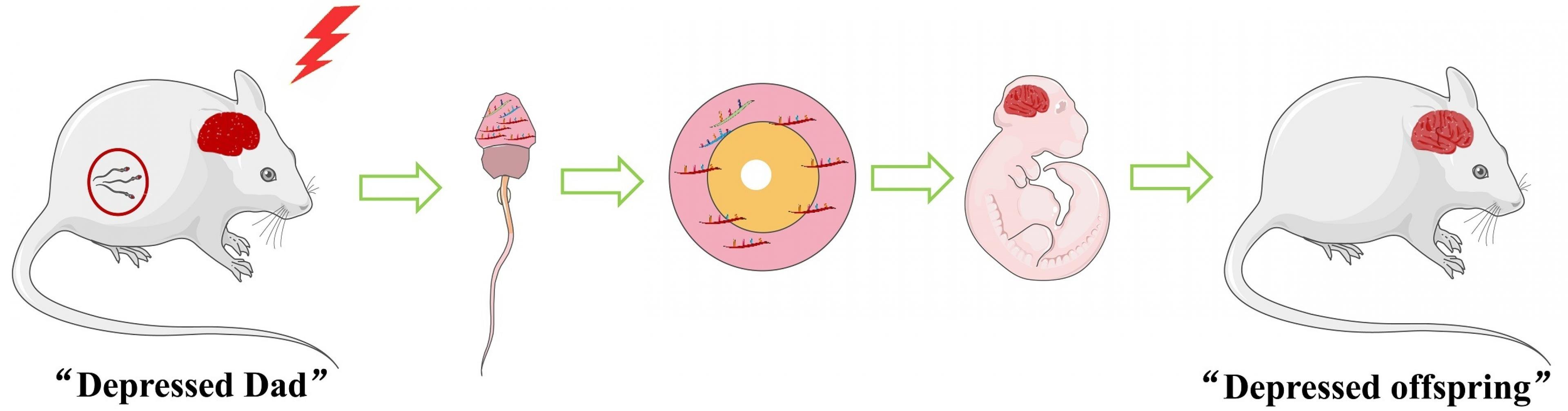 Zeichnung zeigt eine traumatisierte Maus mit epigenetisch verändertem Gehirn und veränderten Spermien. Die Veränderung wird über Spermium, befruchtete Eizelle und Embryo auf die Maus der nächsten Generation übertragen. Bei dieser ist nur noch das Gehirn verändert.