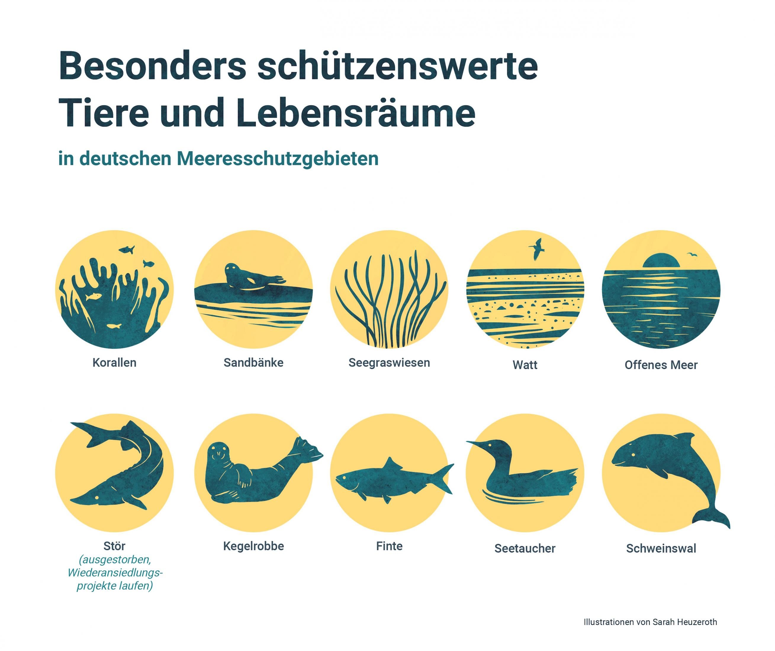 Graphik mit Icons für besonders wertvolle Lebensräume (Riffe, Sandbänke, offene See) und Arten (Kegelrobben, Stör, Schweinswal, Finte)
