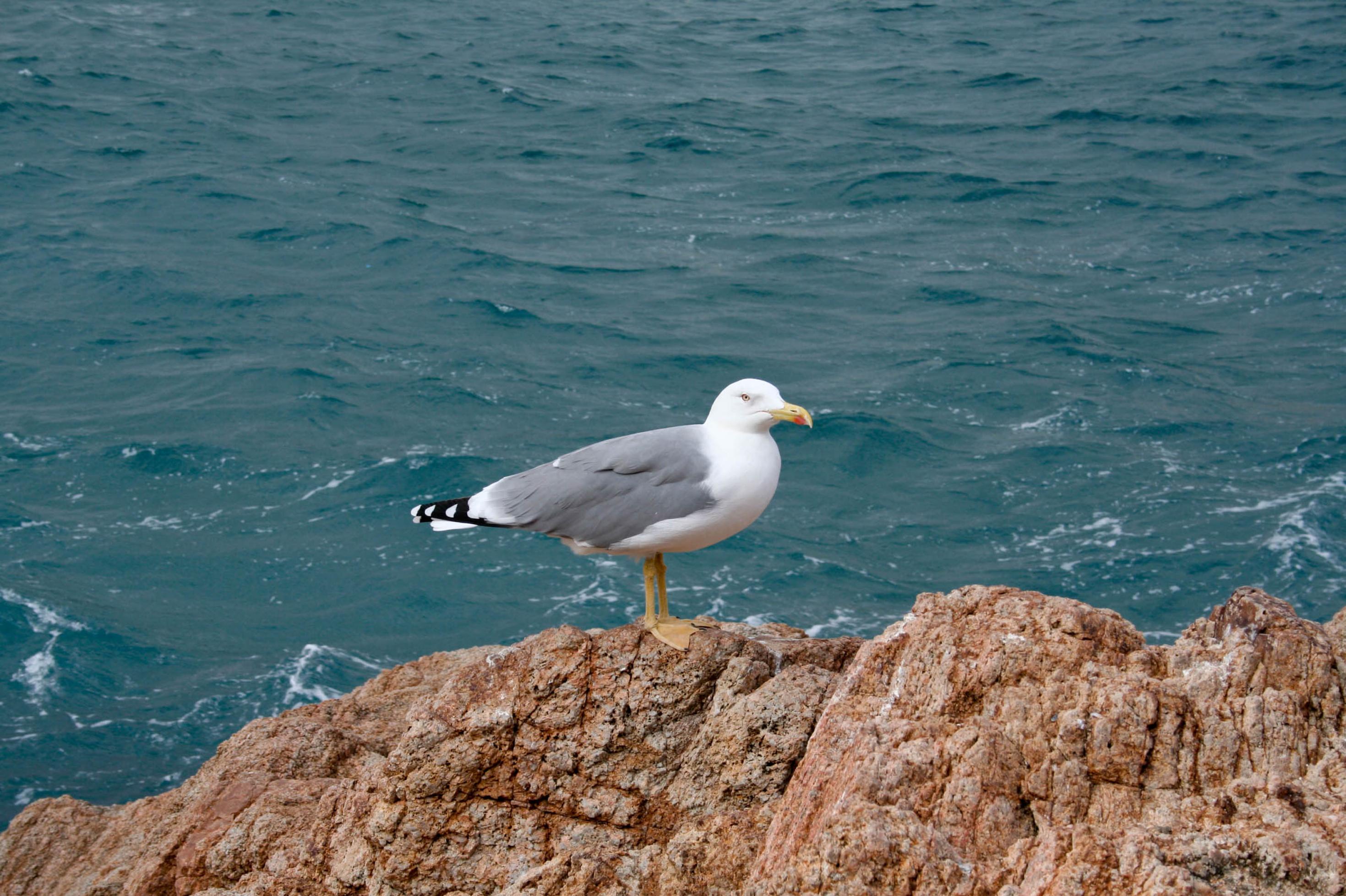 brauner Felsen mit großer Möwe und Meer