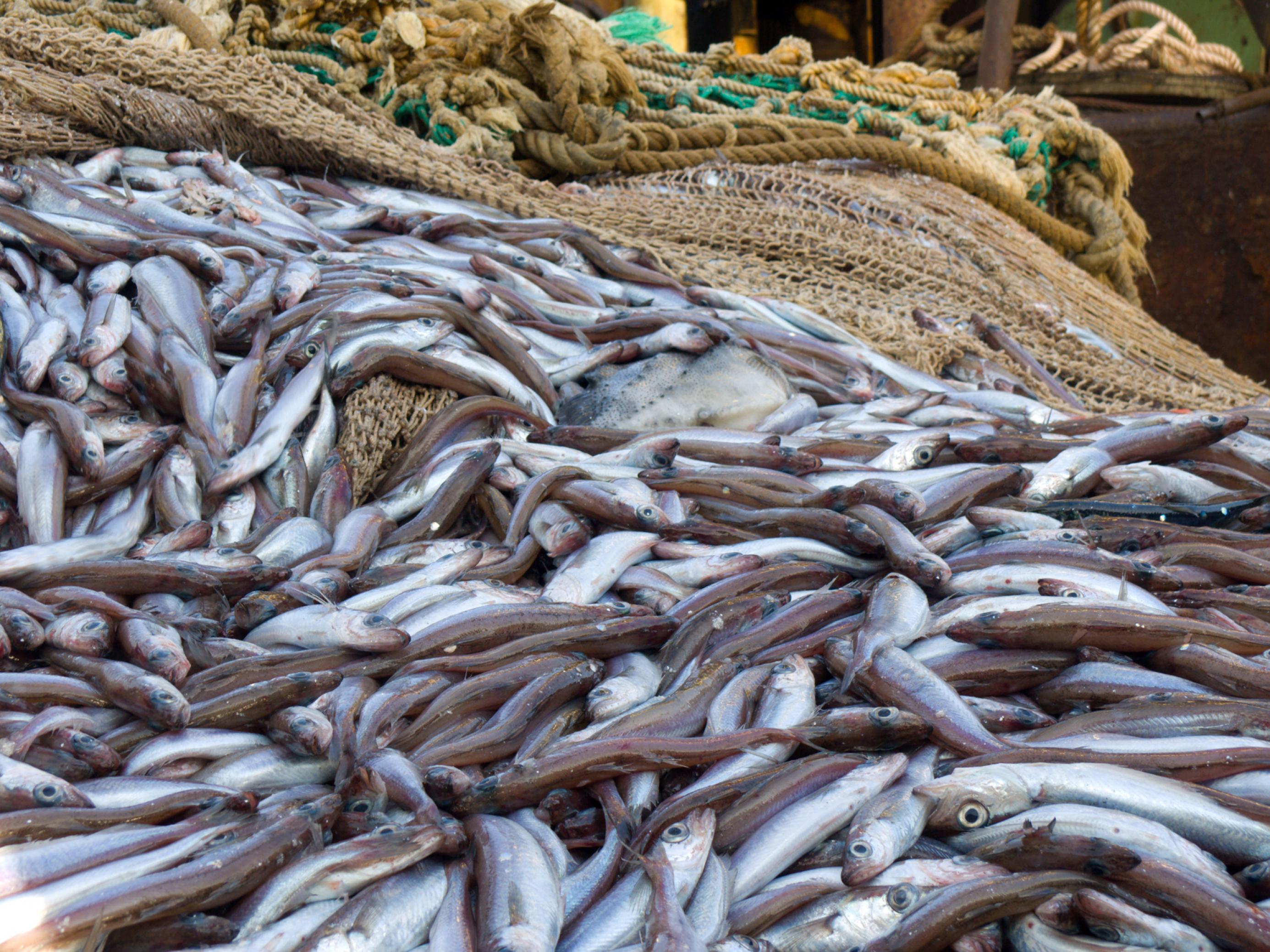 Tote Fische liegen an Deck.