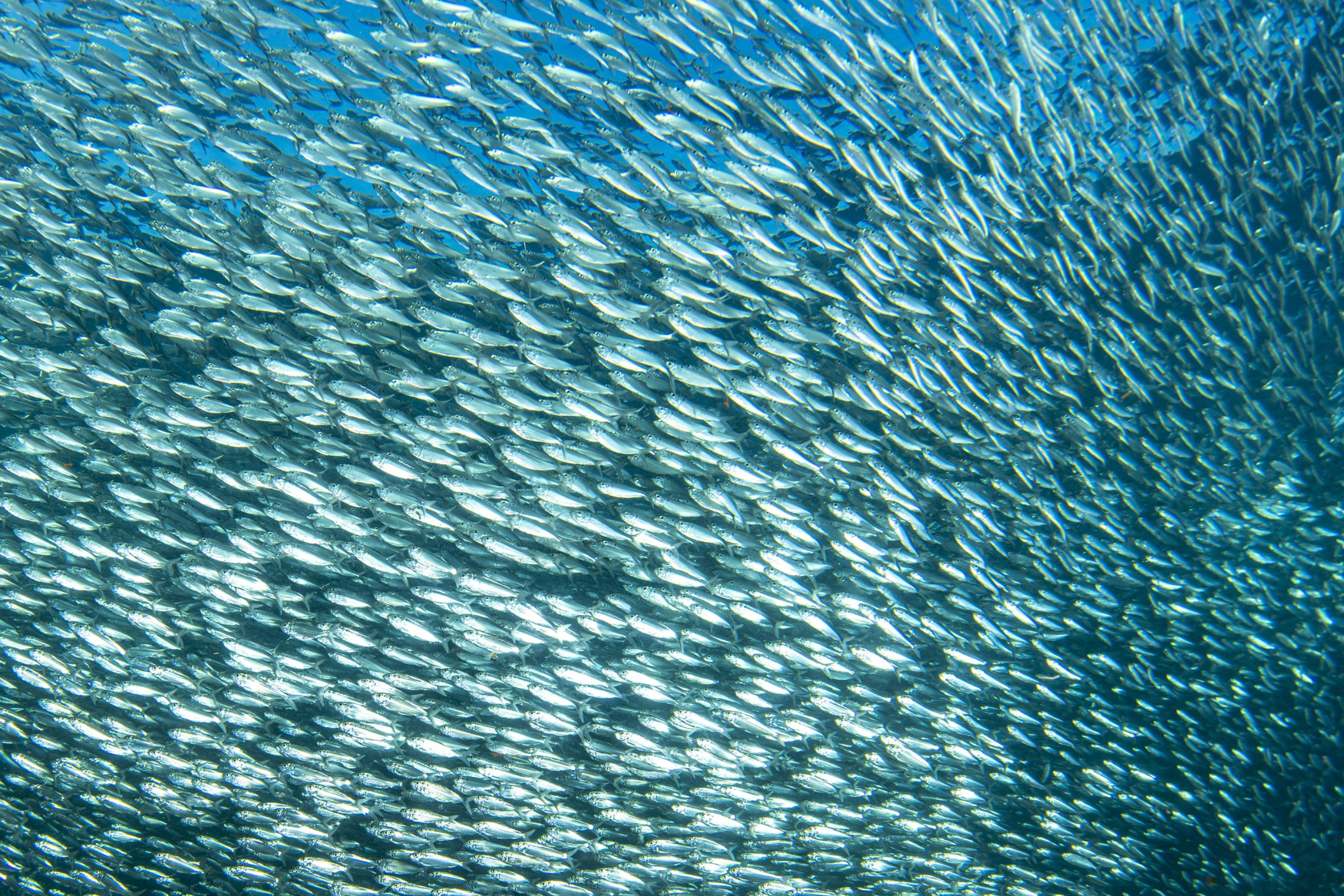 Ein riesiger Fischschwarm im hellen Wasser.