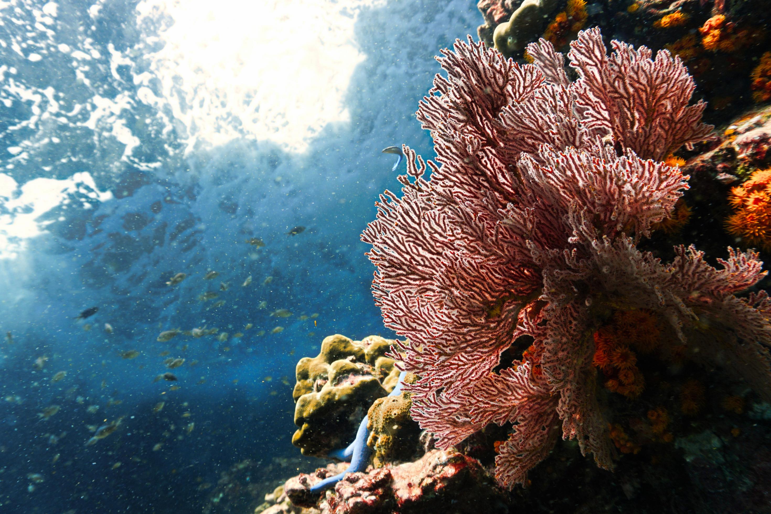 Die Klimakrise gefährdet nicht nur Warmasser-, sondern auch Kaltwasser-Korallen.