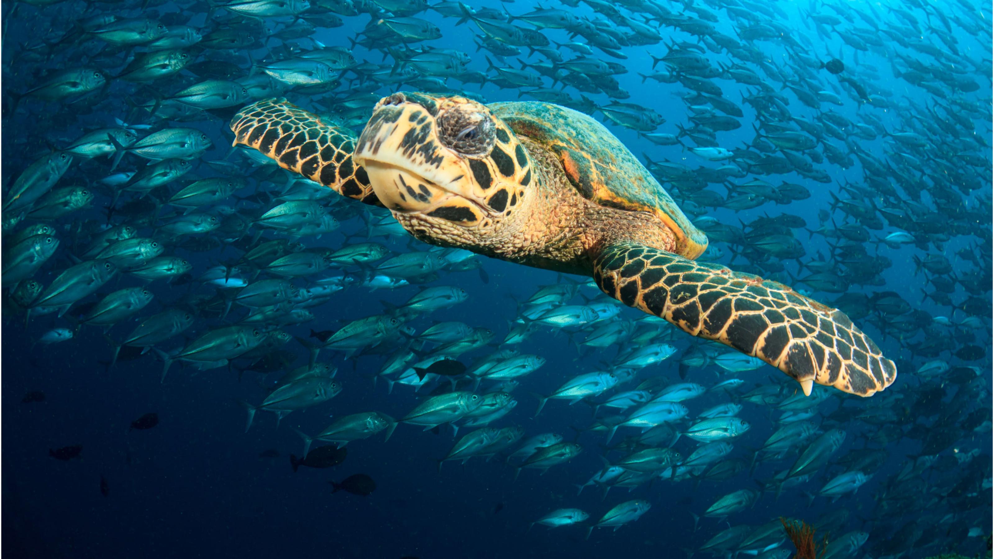 Eine Meeresschildkröte vor einem Fischschwarm.