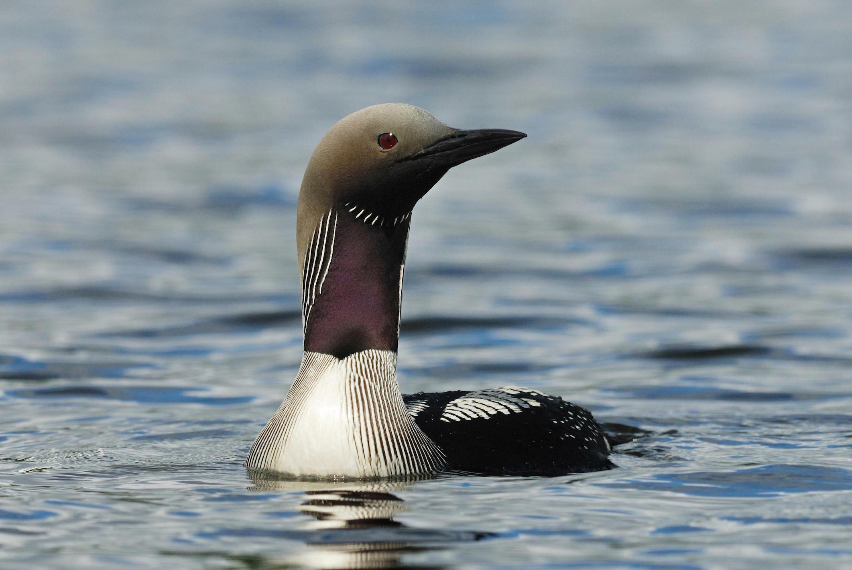 Prachttaucher (Gavia arctica), ein eleganter Vogel mit lilafarbener Kehle