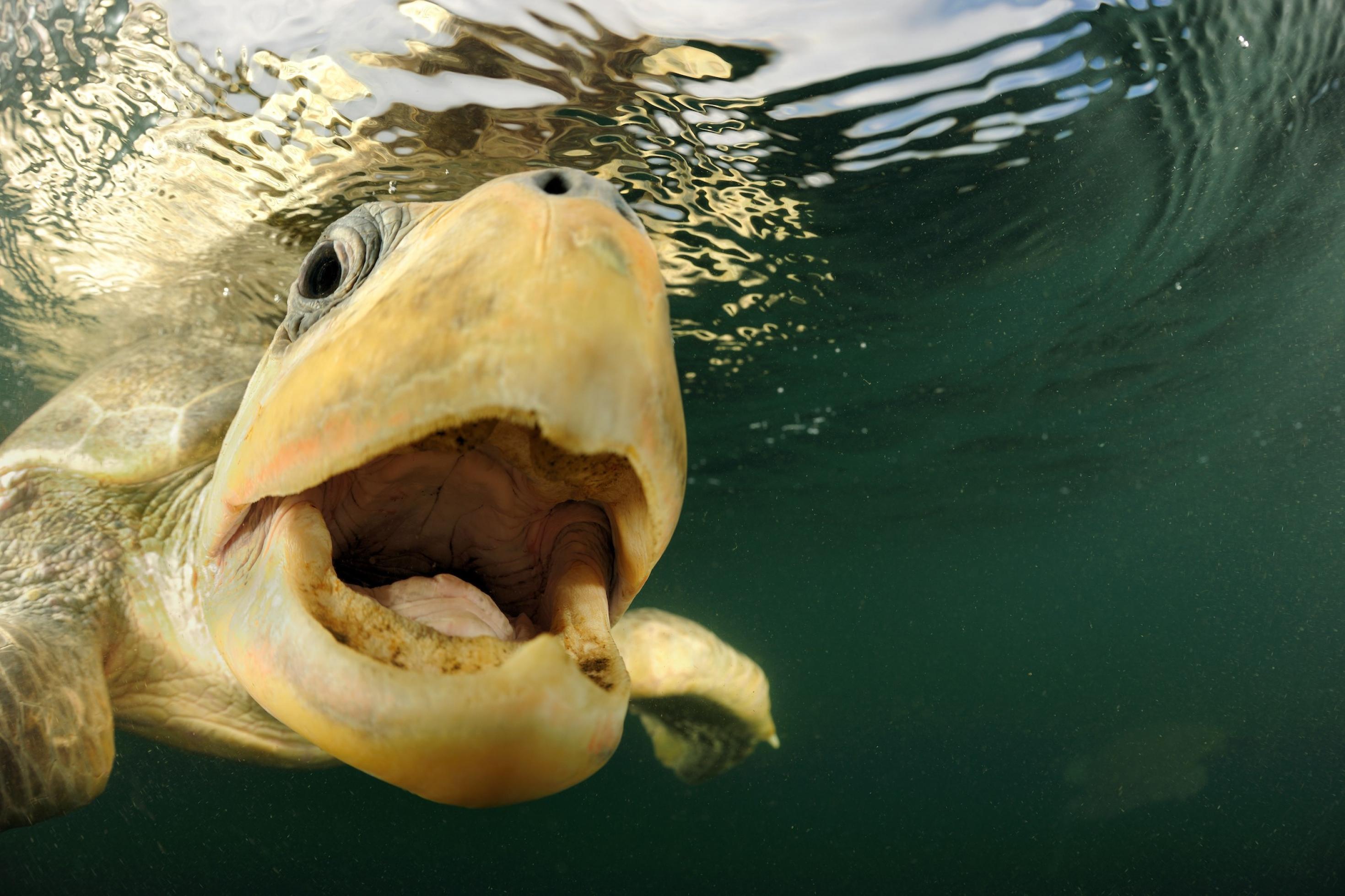 Der Kopf einer Meeresschildkröte, die direkt unter der Wasseroberfläche schwimmt. Das Maul steht offen.