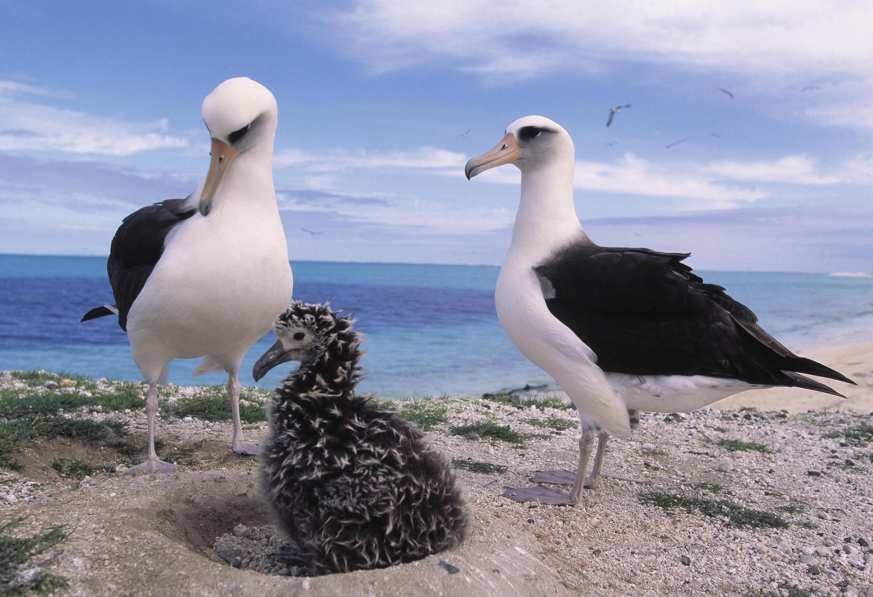 Foto zeigt eine Albatross.Familie auf Hawaii im Meeresschutzgebiet 
Papah?naumoku?kea (ausgesprochen: Papa-ha-now-moh-koo-ah-kay-ah