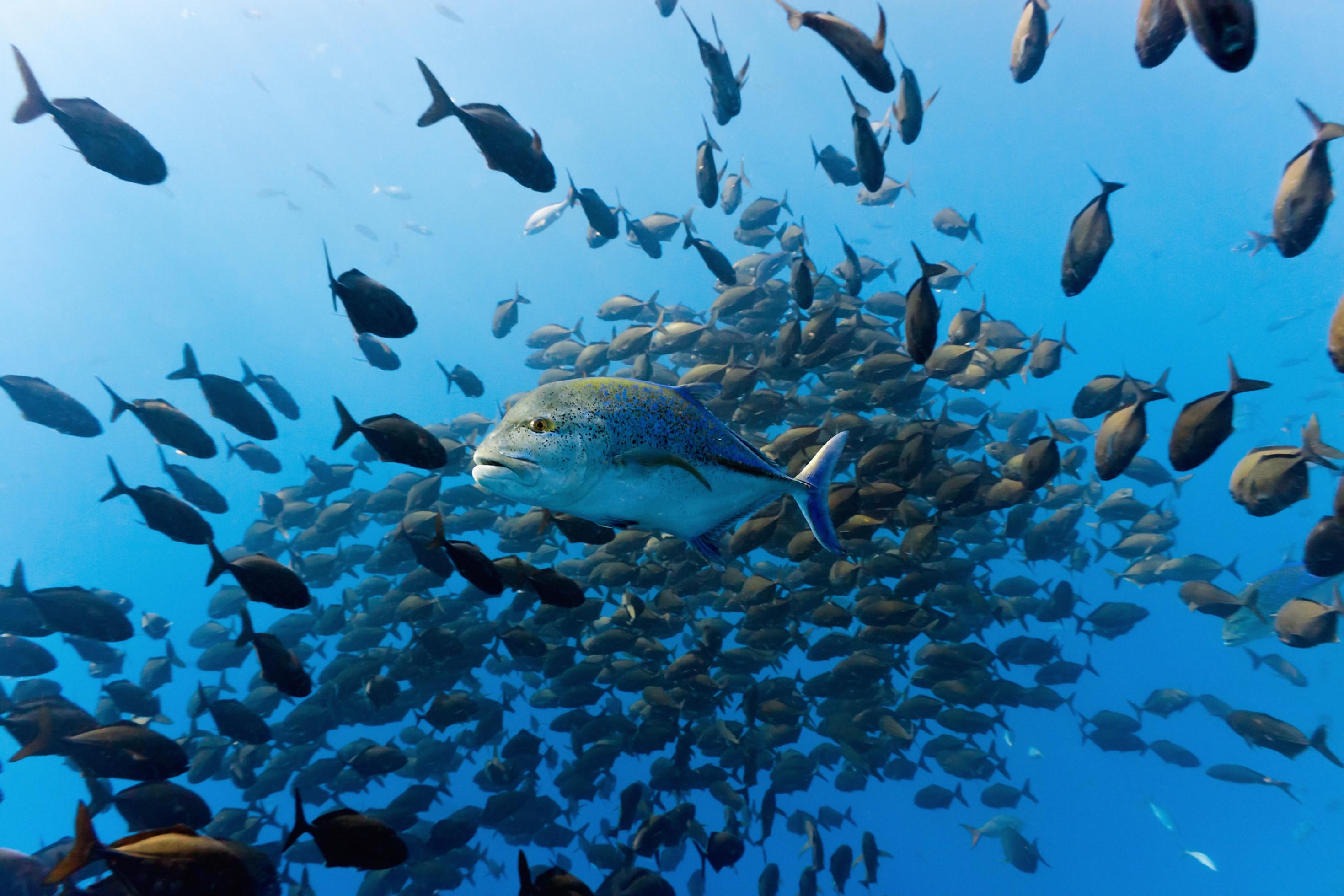 Das Bild zeigt Fischschwärme im Ozean