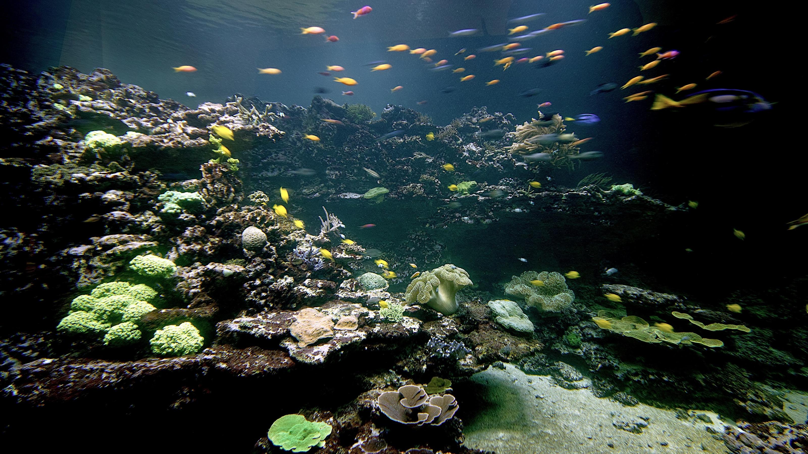 Blick in das Meerwasser-Aquarium des Naturkundemuseums Karlsruhe. Buntfarbige Korallen und tropische Fische in einer Unterwasser-Landschaft.