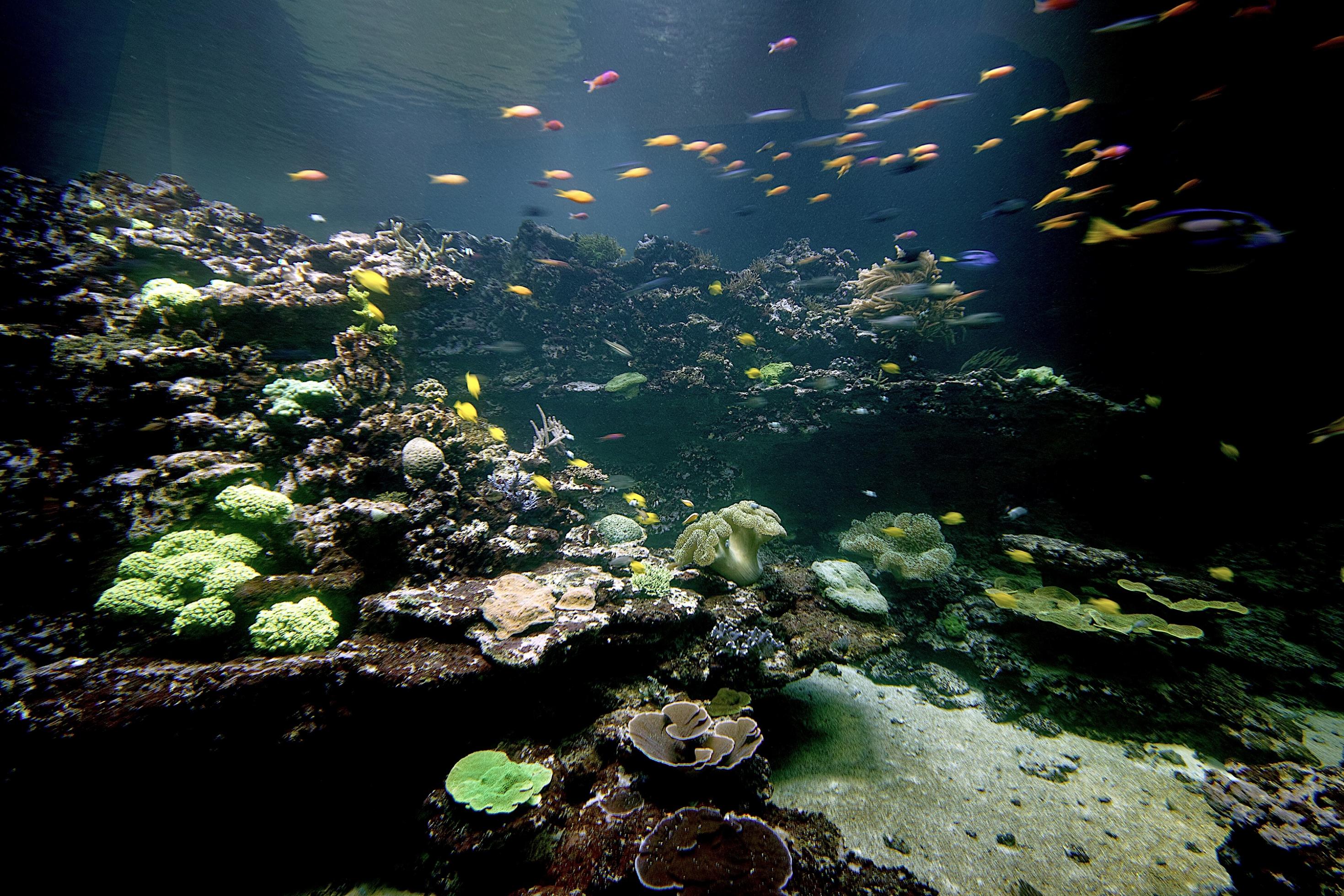 Blick in das Meerwasser-Aquarium des Naturkundemuseums Karlsruhe. Buntfarbige Korallen und tropische Fische in einer Unterwasser-Landschaft.