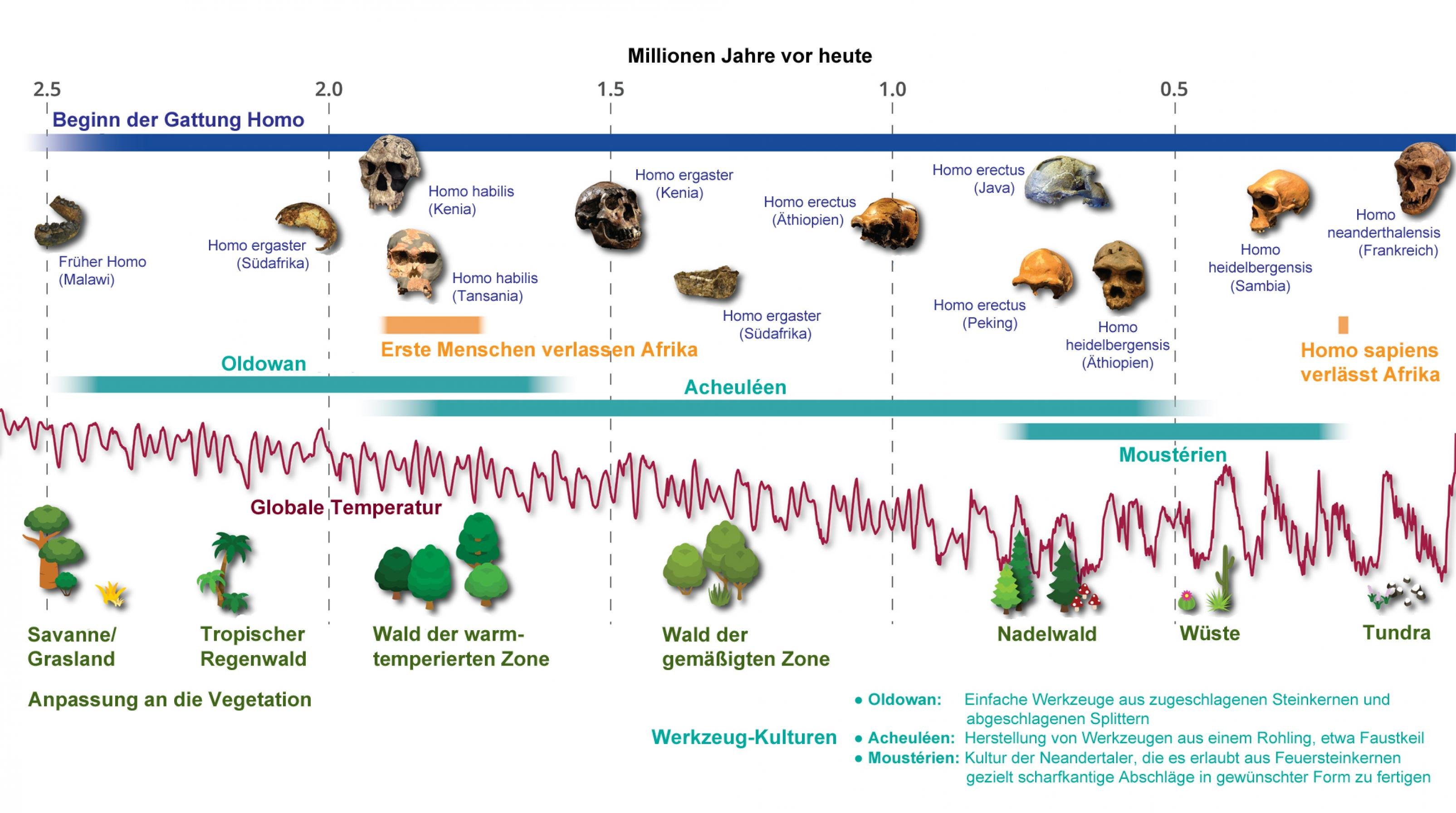 Die Illustration zeigt, vor weißem Hintergrund, oben eine blaue Zeitachse, die links vor 2,5 Millionen Jahren beginnt. Darunter sind fossile Schädel verschiedener Urmenschen zu sehen sowie in blaugrün Perioden eingezeichnet, in denen die Urmenschen bestimmte Steinwerkzeuge nutzten. Noch tiefer folgt einer rote, stark schwankende Linie, die die globalen Temperaturen wiedergibt und darunter kleine Grafiken, die verschiedene Ökosysteme symbolisieren.