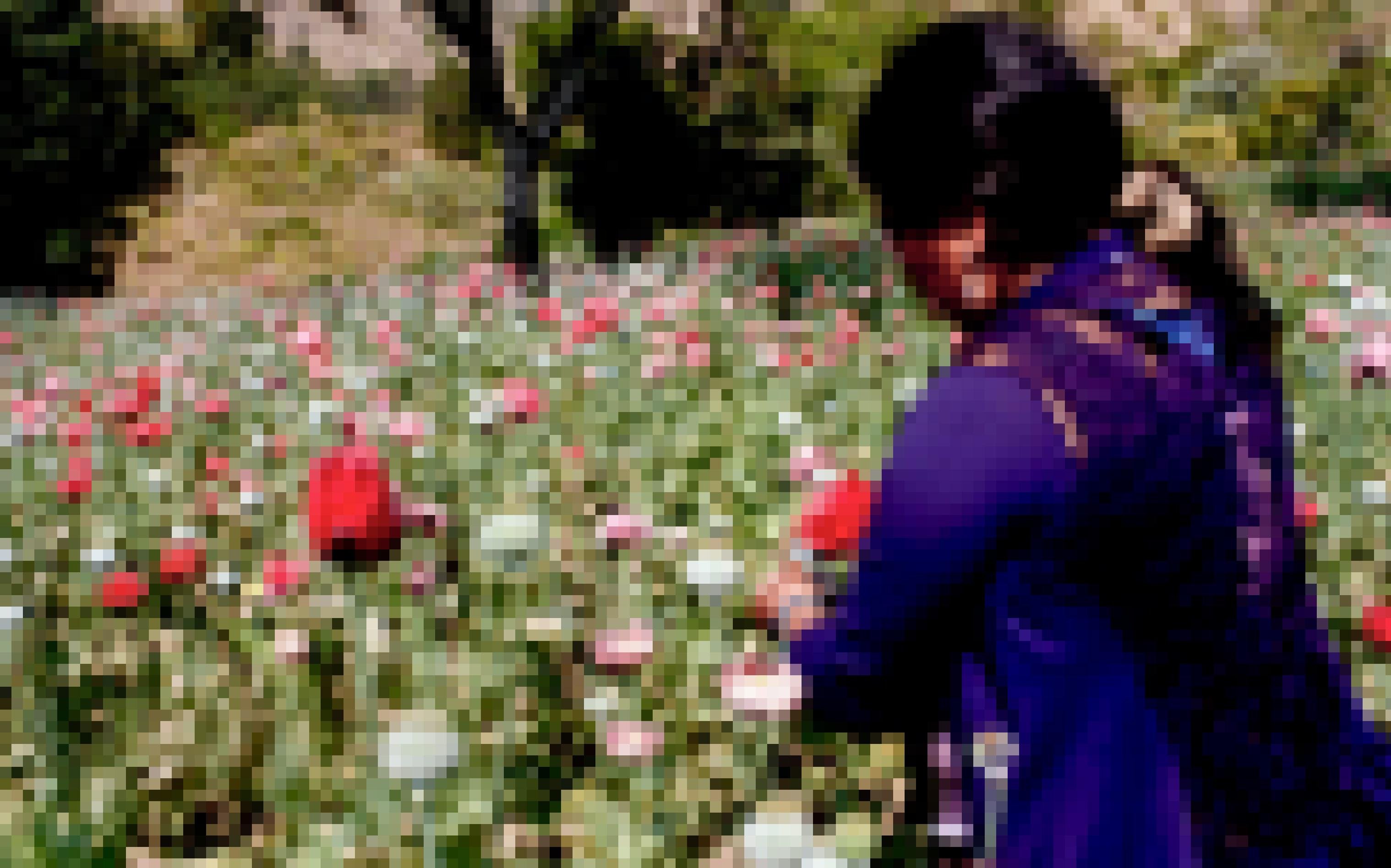Eine junge Frau erntet auf einem Feld im mexikanischen Bundesstaat Guerrero Schlafmohn für die Opiumproduktion