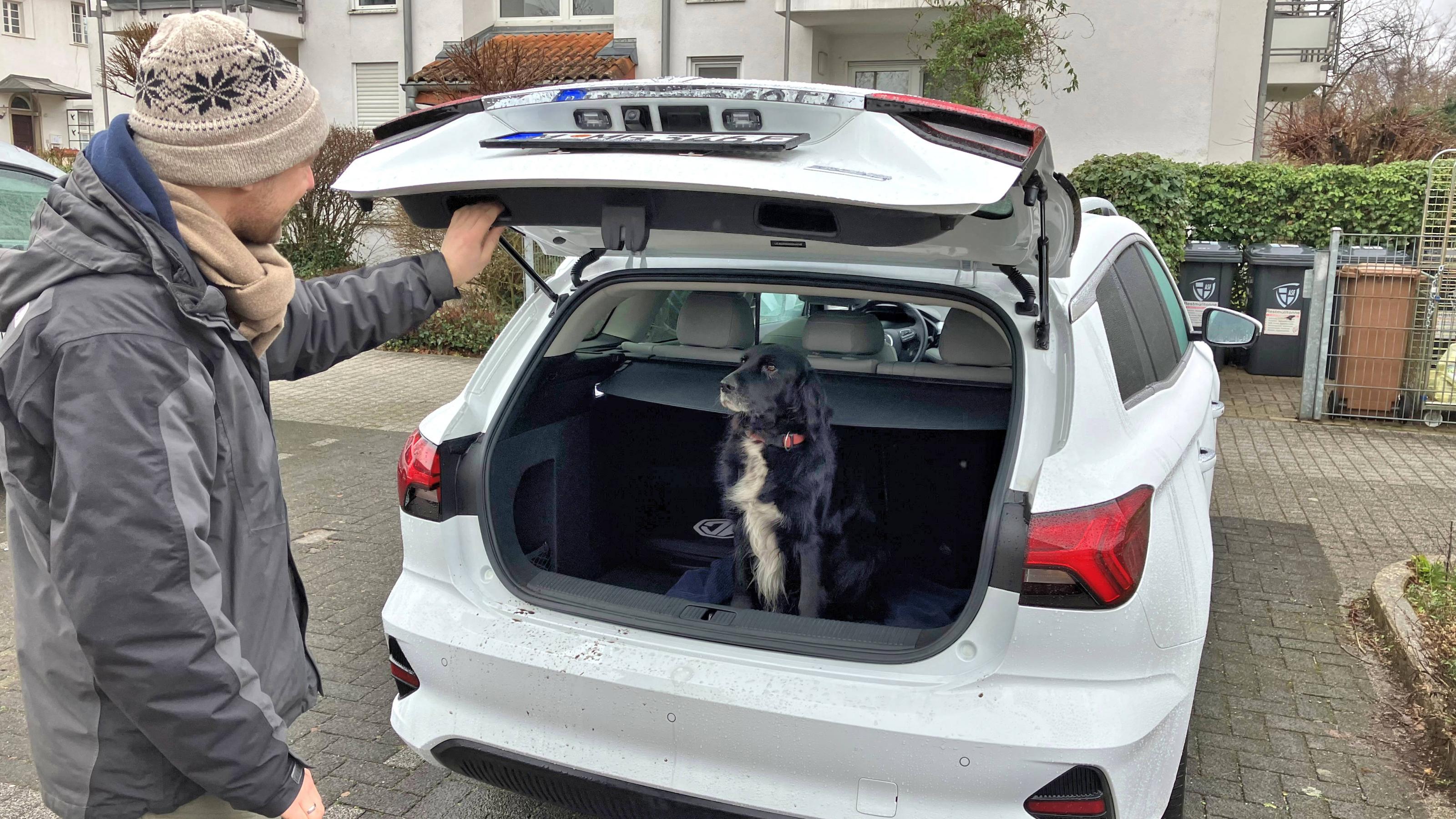 Ein Hund sitzt im Kofferraum des MG5