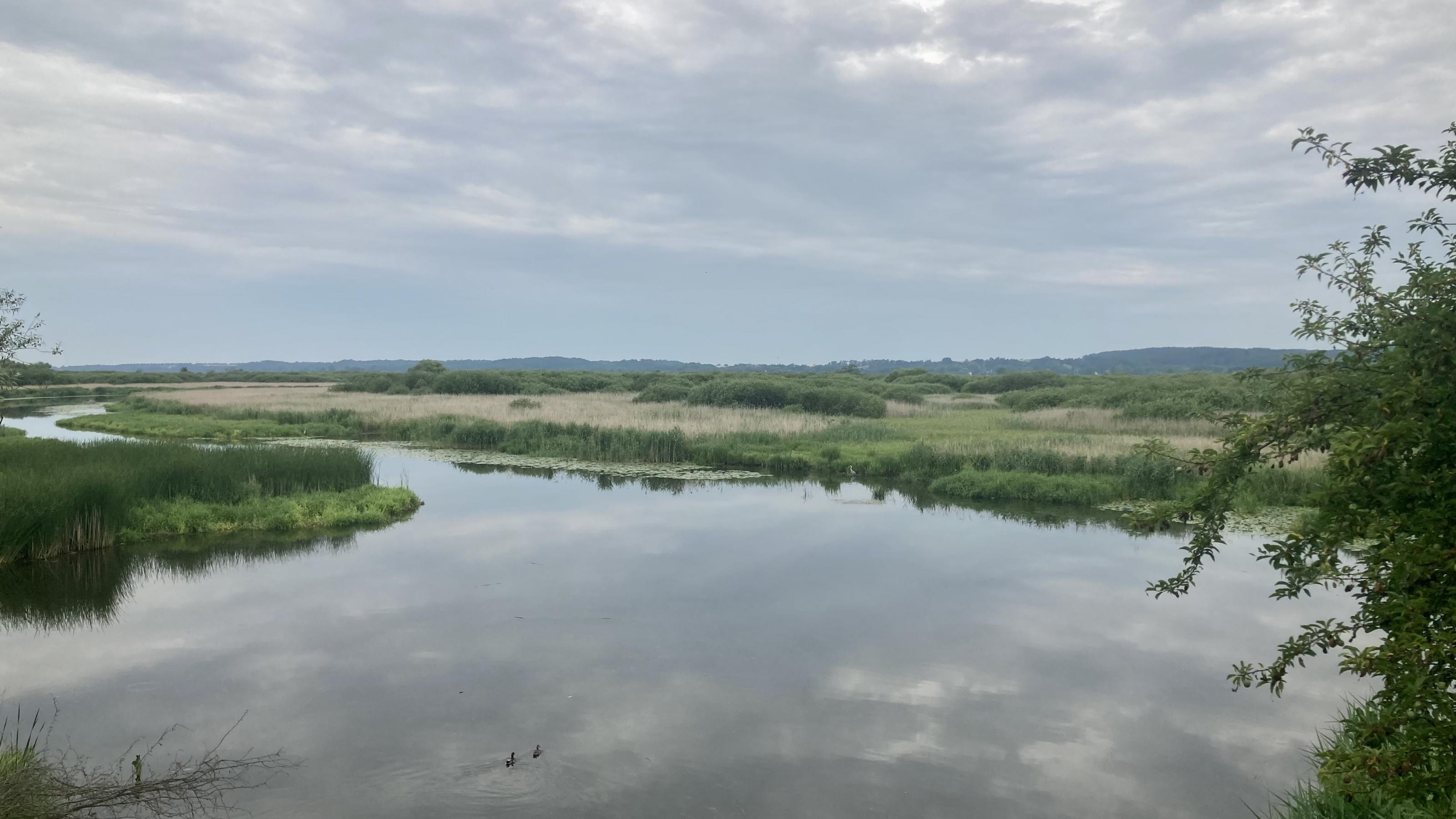 Foto von Auen am Fluss, Enten schwimmen durchs Wasser