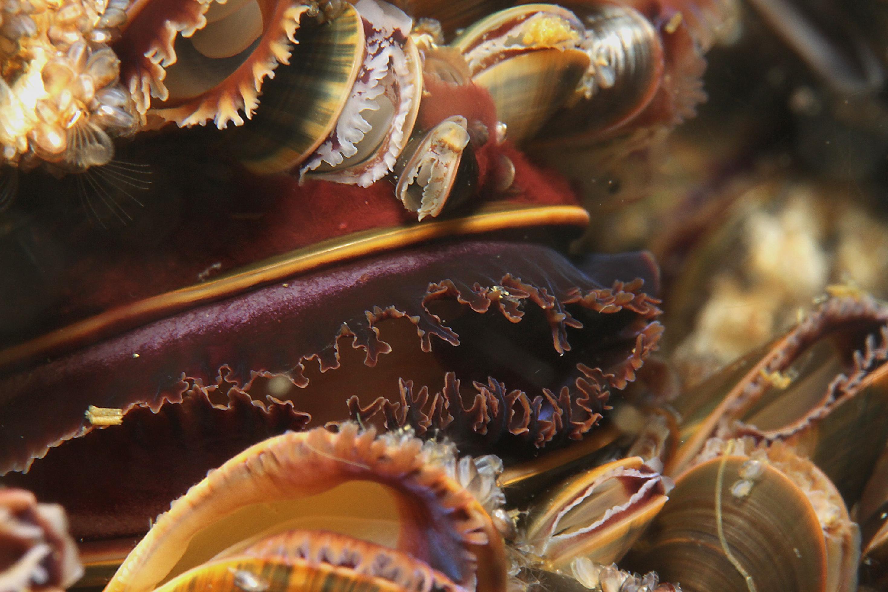 Miesmuschel unter Wasser neben anderen Miesmuscheln