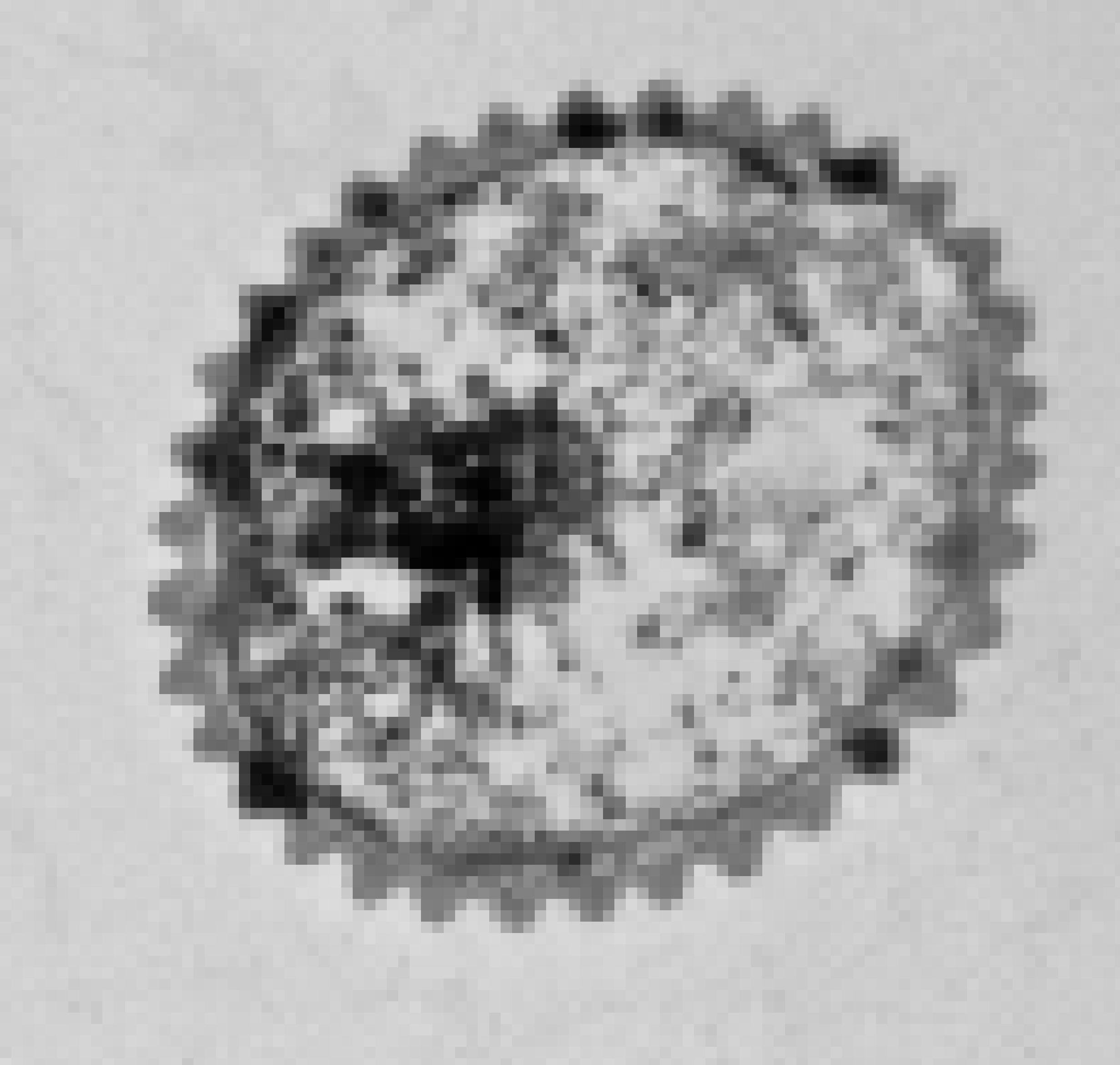 Elektronenmikroskopische Aufnahme eines einzelnen Bakteriums, grau. Am Rand sind wellenförmig die Proteinfasern zu erkennen, die den Strom leiten.
