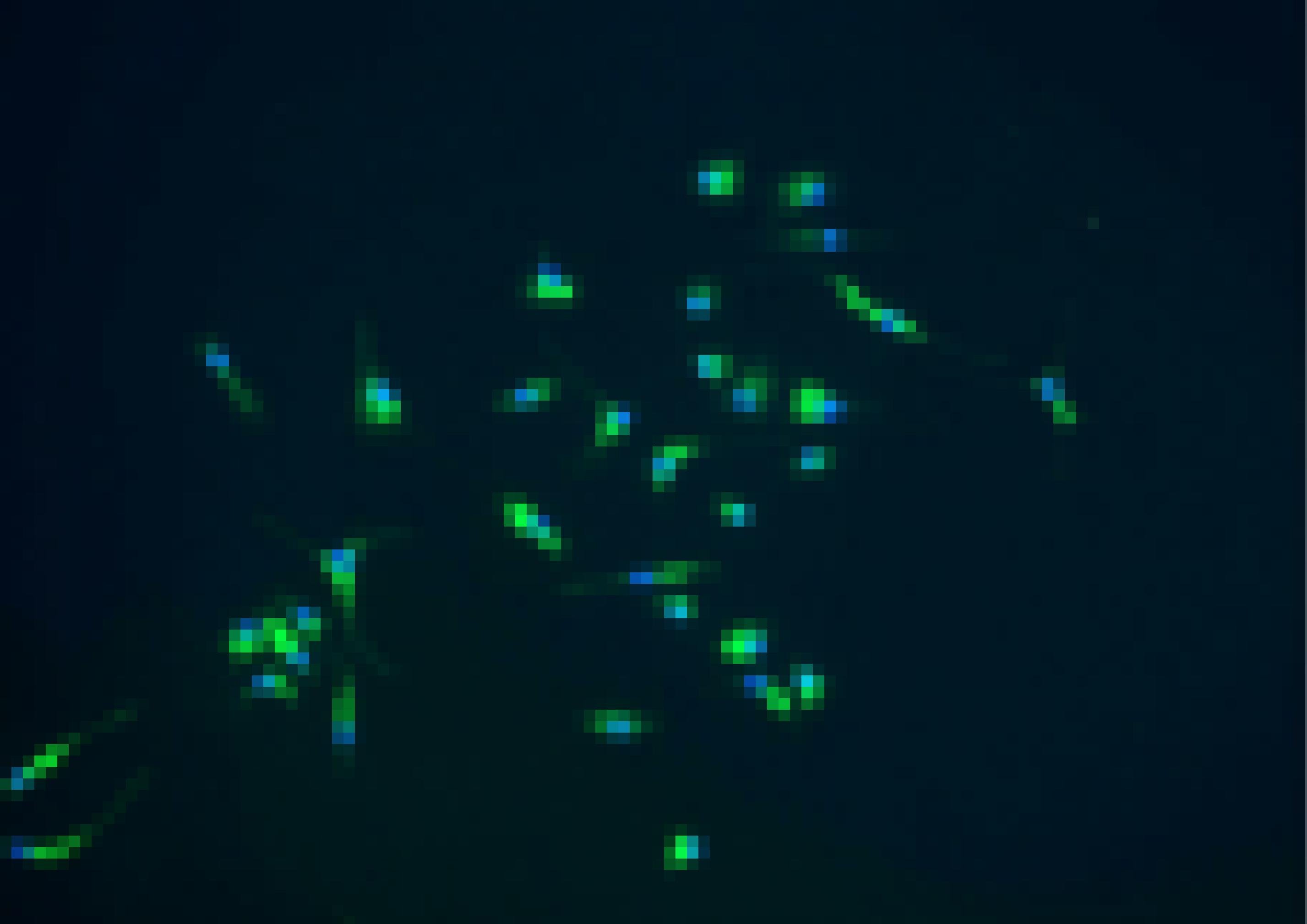 Mikroskopische Aufnahme sternförmiger Immunzellen des Gehirns; Mikrogliazellen sind hier grün angefärbt.