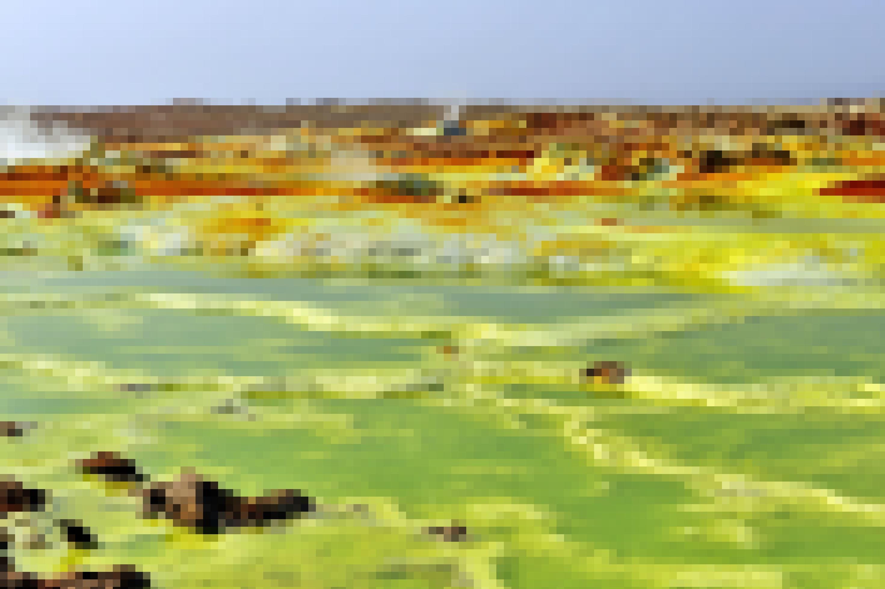 Weite Landschaft mit gelben, grünen und ockerfarbenen Salzkrusten, Dampf steigt auf.