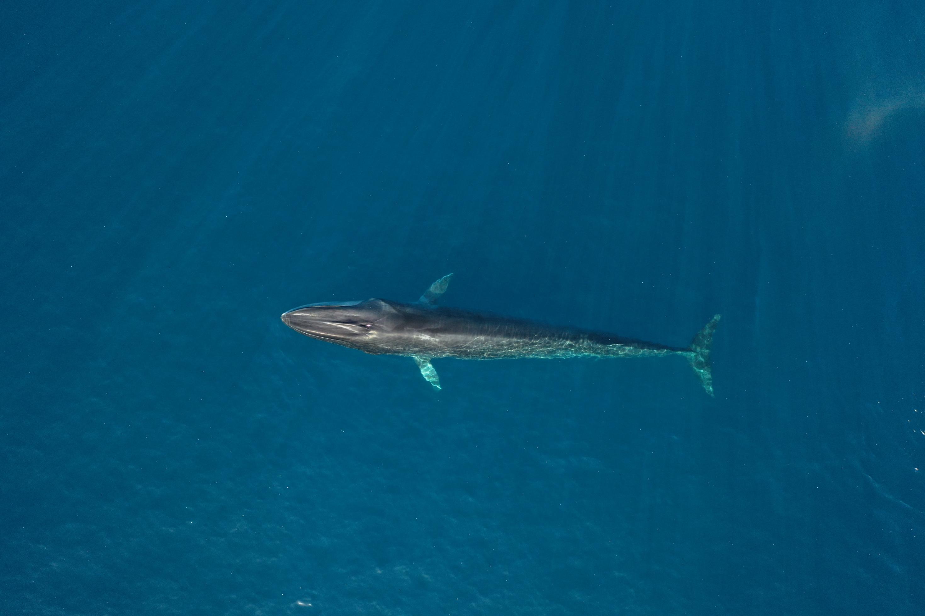 Bild zeigt einen einzelnen Finnwal, der an der Oberfläche des Mittelmeers schwimmt.