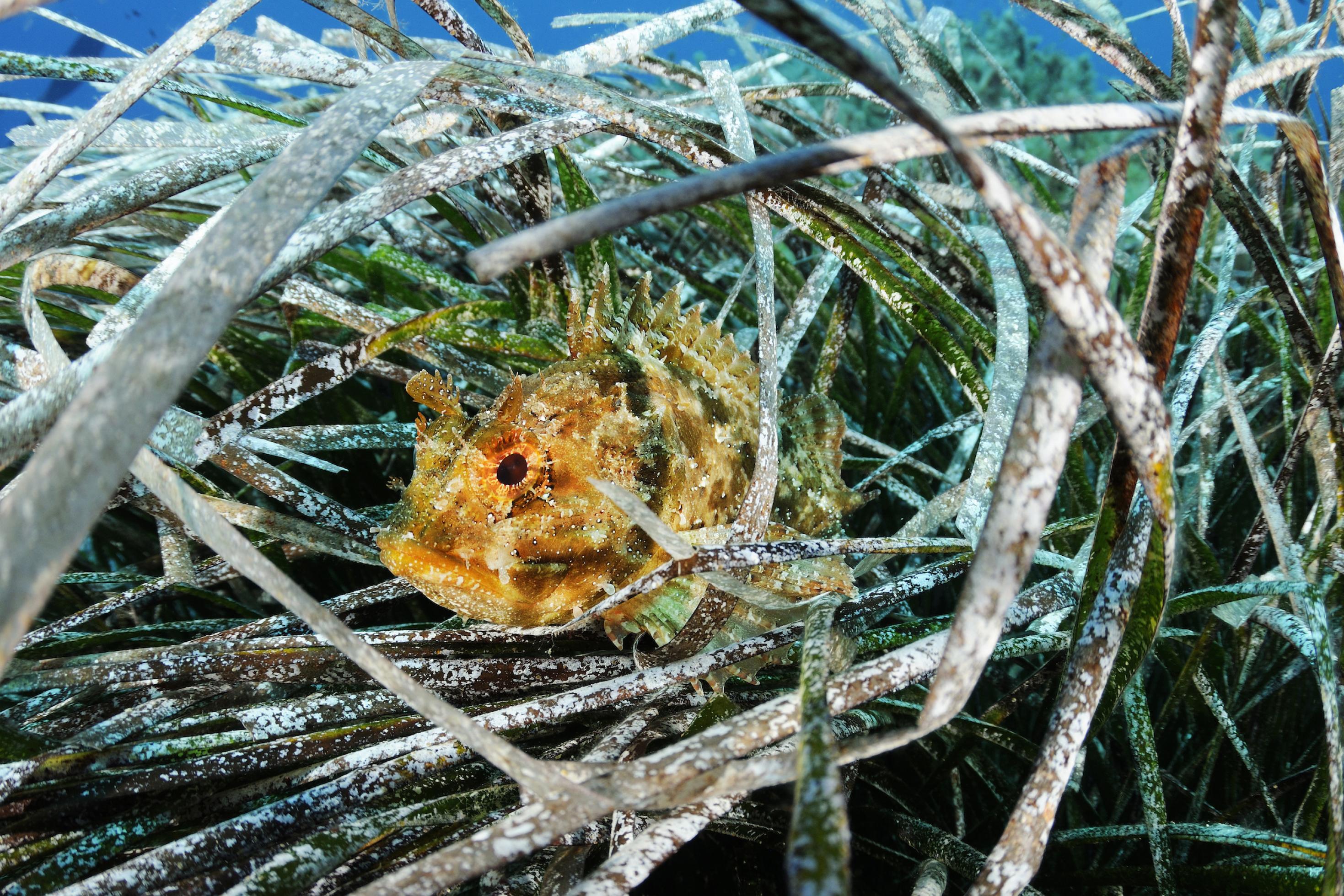 Ein kleiner, gedrungener und stachelig wirkender Fisch in weiß überzogenem Seegras.