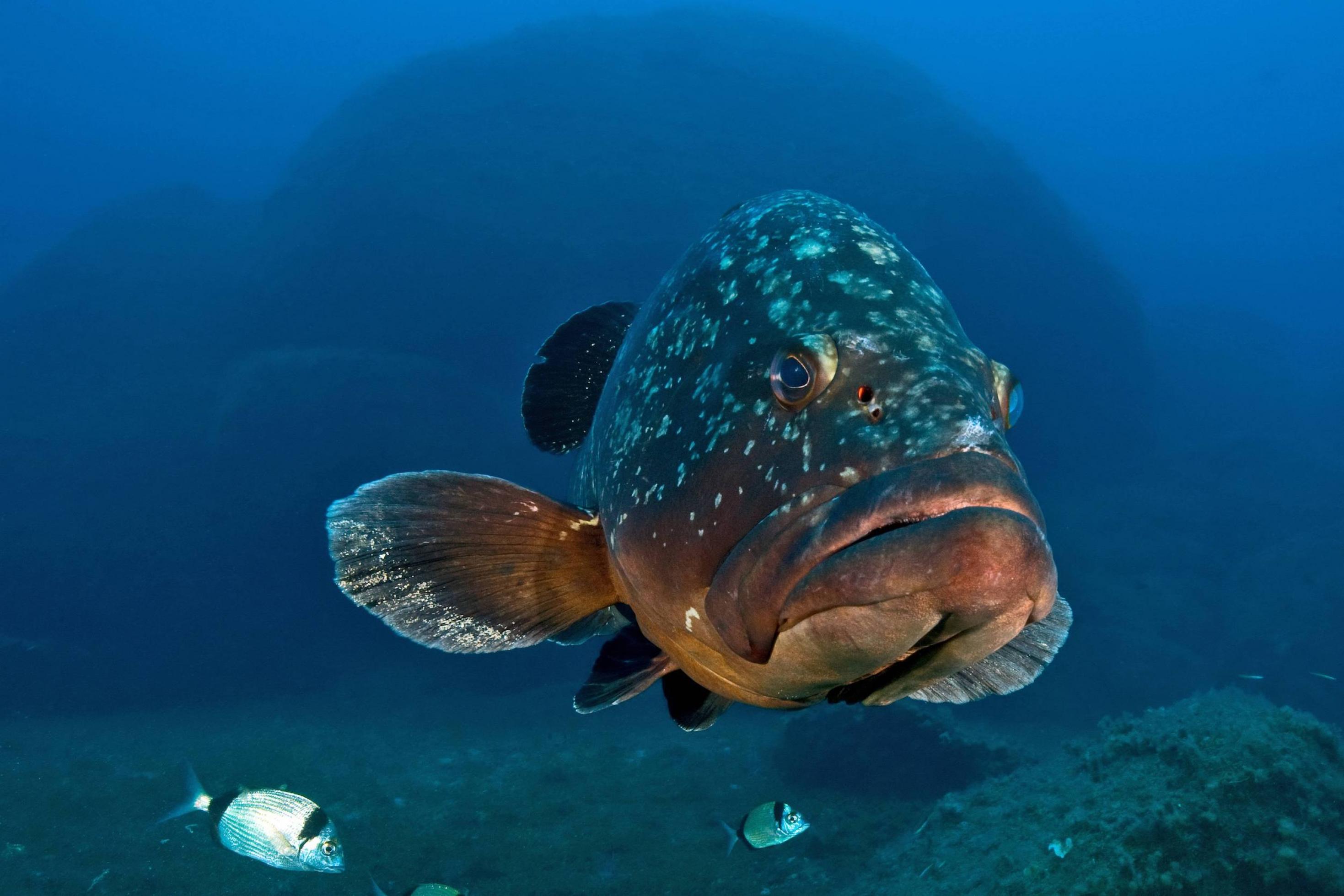 Großer breiter Fisch mit großen Seitenflossen.