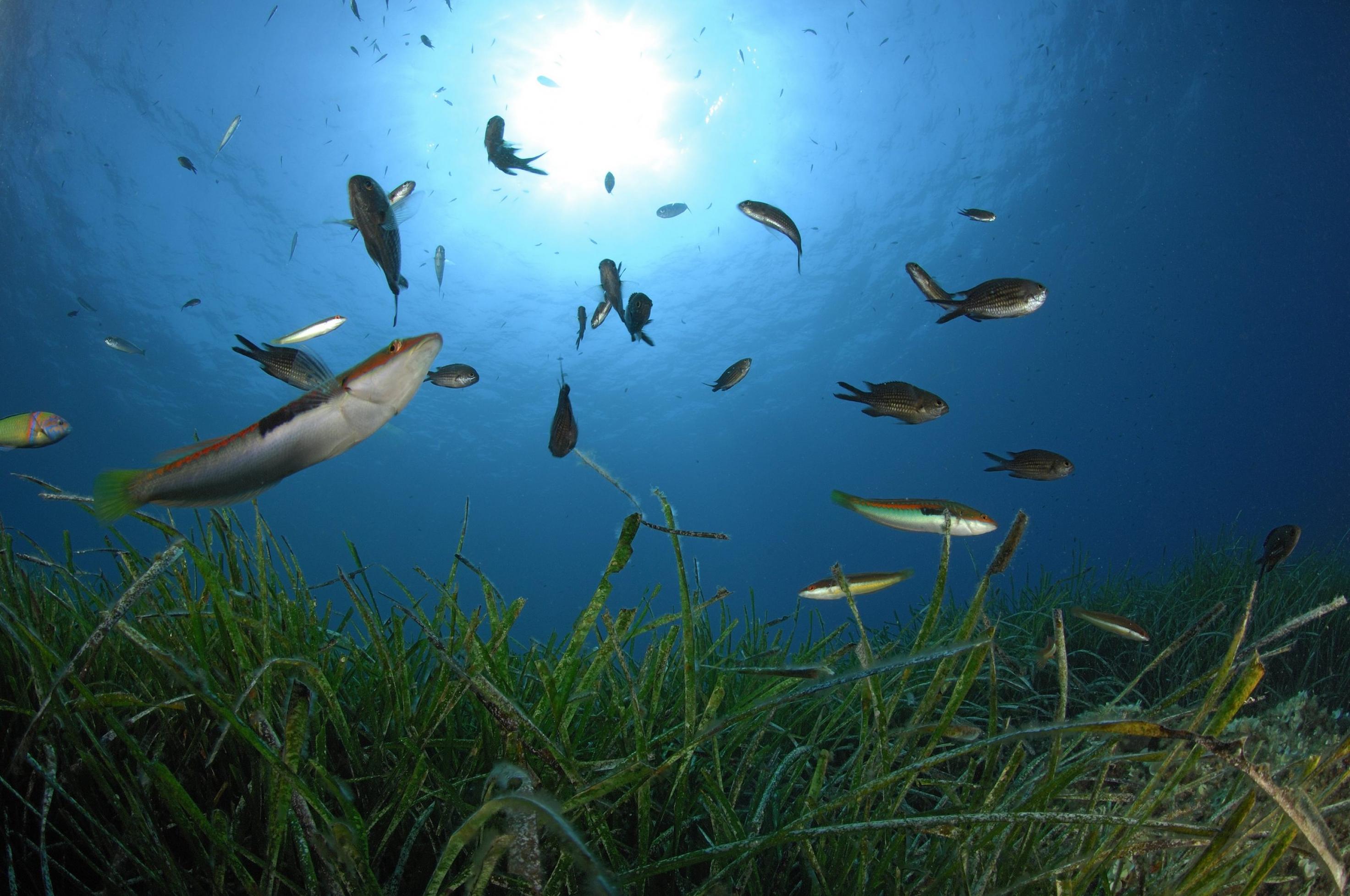 Fische mit weißer Unterseite in strahlend blauem Meer über einer grünen Seegraswiese.