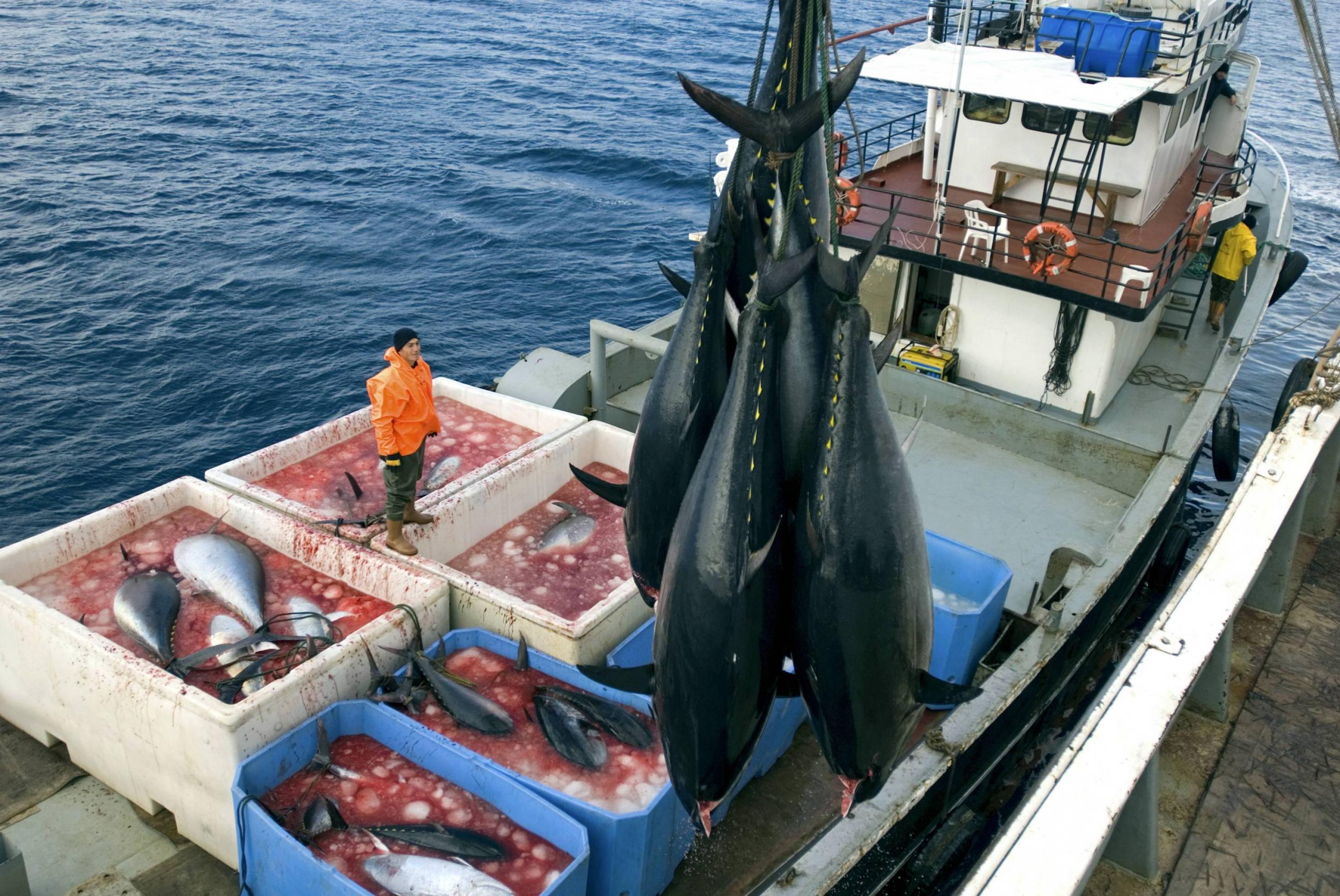4 große Tunfische hängen über einem Fischerboot an einem Haken. Auf dem Boot steht ein Mann neben Boxen mit weiteren Fischen in Blutlachen.