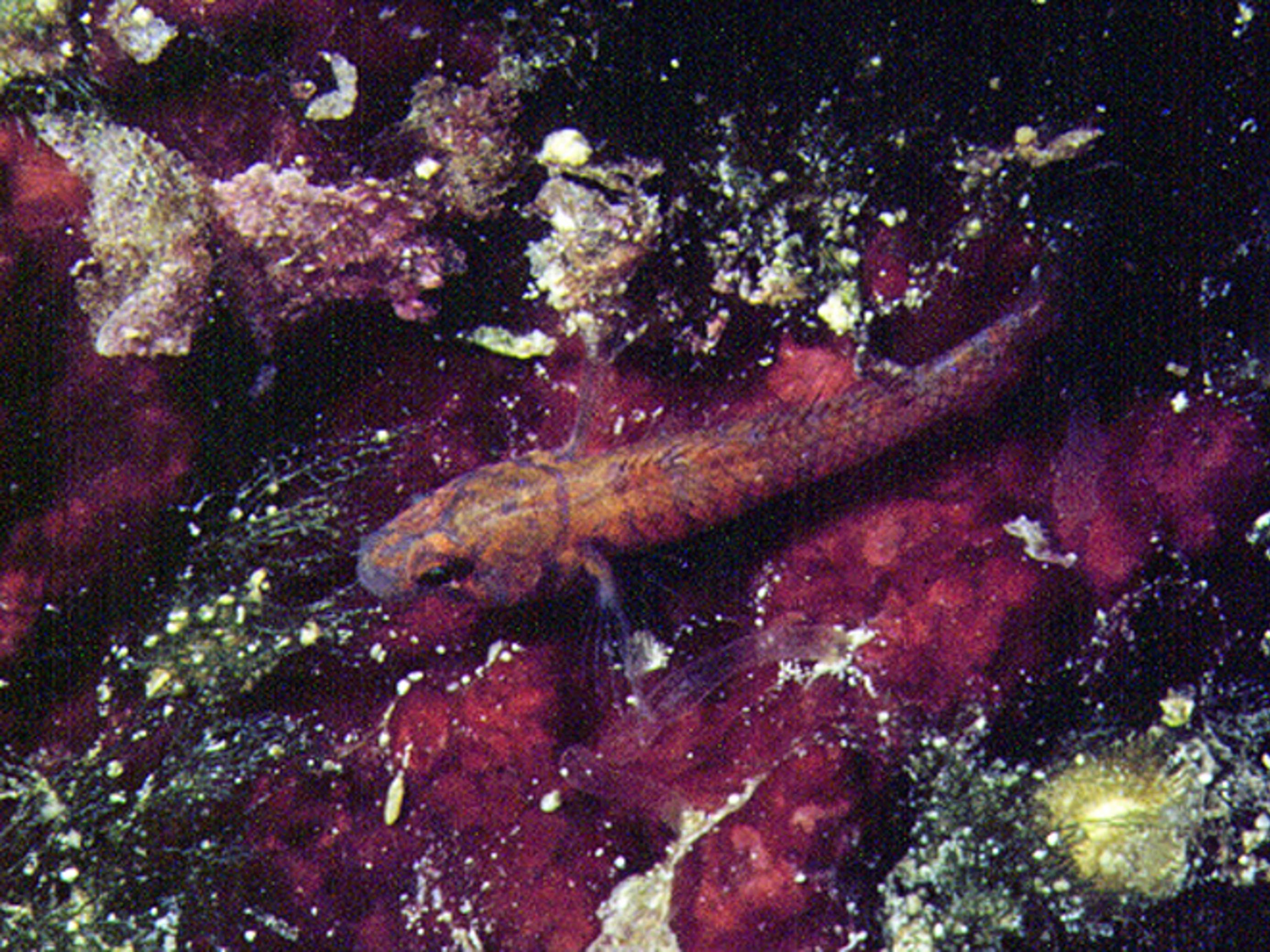 Kleiner matt rot und blau gestreifter Fisch auf bewachsenem Felsen.